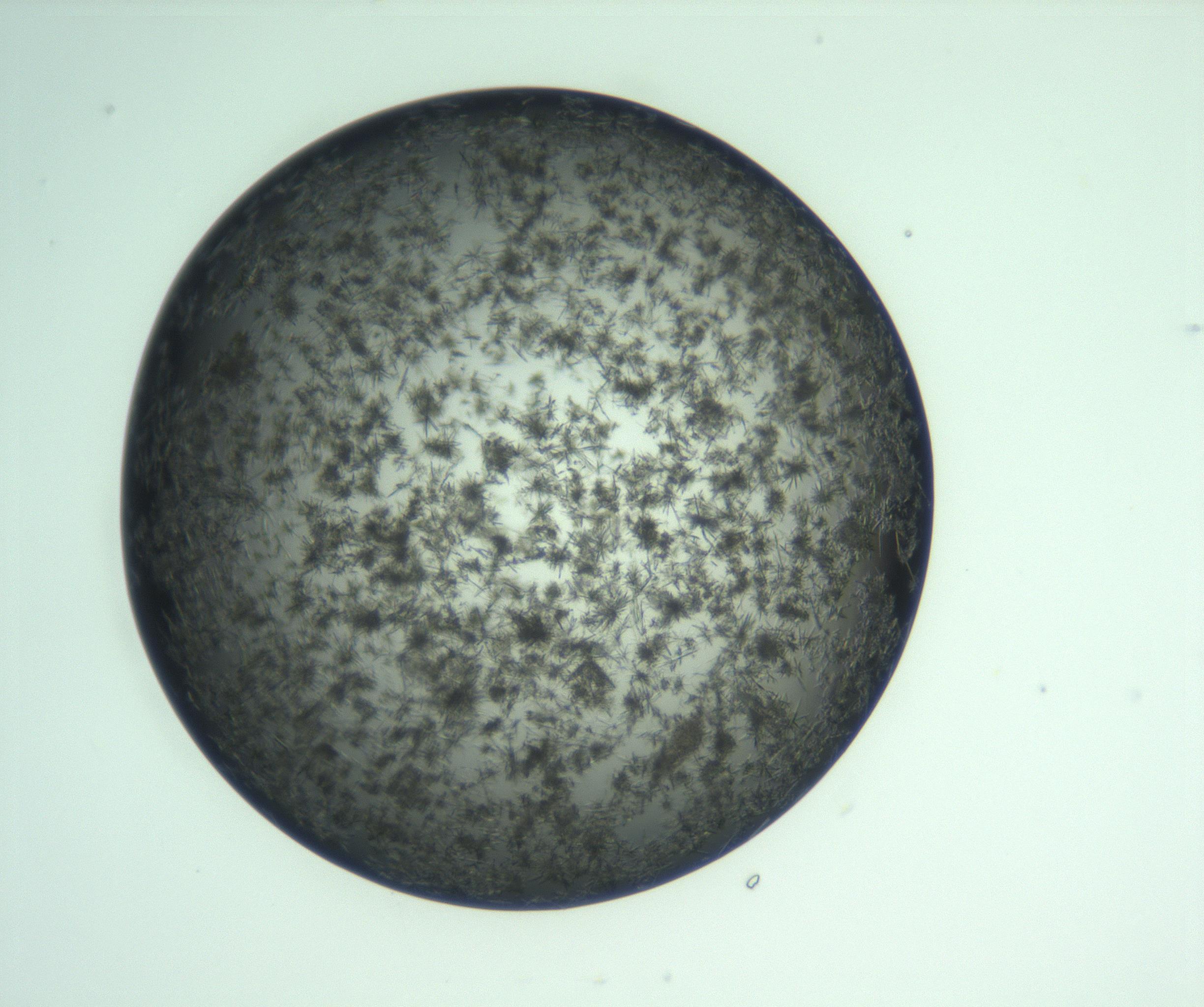 RI01_03_000_0212_Proj1_Clon1_MC_0000MC103223_007_170208_03_02_02_00_99_002_001_RAI.jpg