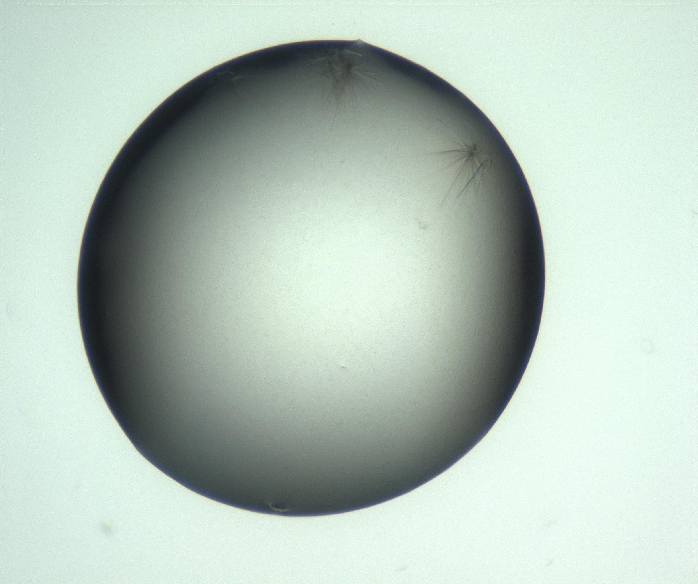 RI01_03_000_0212_Proj1_Clon1_MC_0000MC103223_007_170208_05_01_02_00_99_002_001_RAI.jpg
