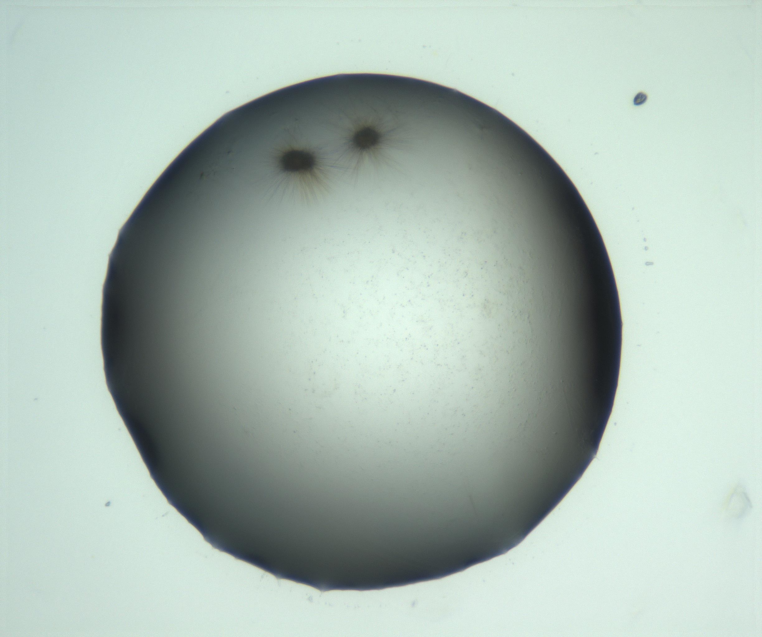 RI01_03_000_0212_Proj1_Clon1_MC_0000MC103223_007_170208_09_07_01_00_99_002_001_RAI.jpg