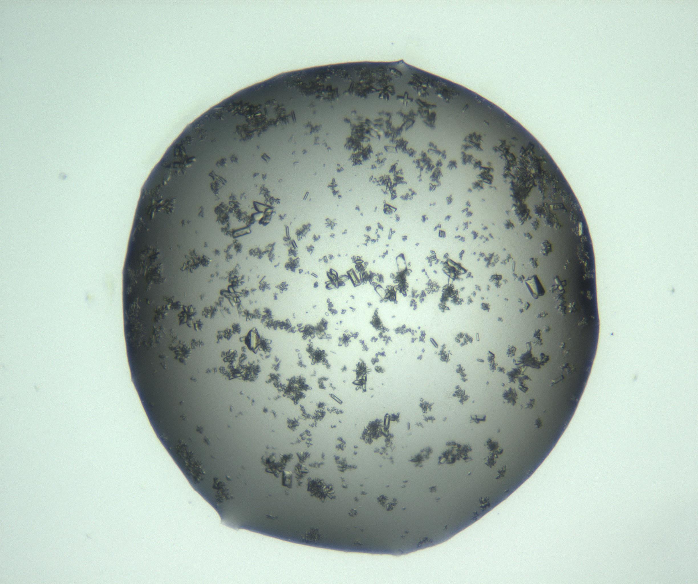 RI01_03_000_0212_Proj1_Clon1_MC_0000MC103223_007_170208_10_02_01_00_99_002_001_RAI.jpg