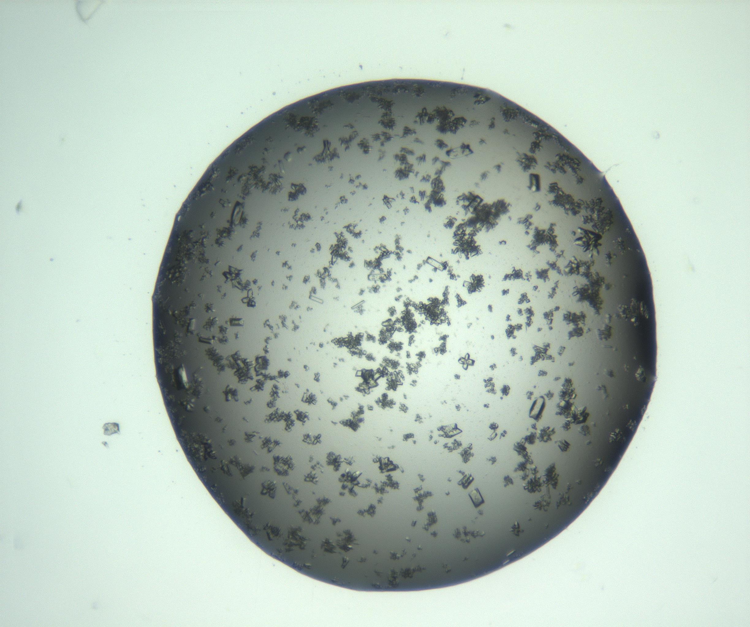 RI01_03_000_0212_Proj1_Clon1_MC_0000MC103223_007_170208_10_02_02_00_99_002_001_RAI.jpg