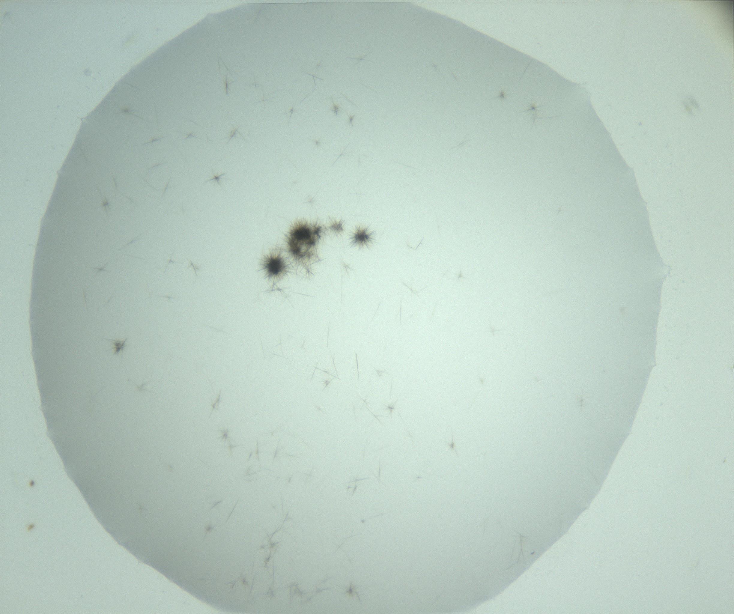 RI01_03_000_0212_Proj1_Clon1_MC_0000MC103223_007_170208_10_06_02_00_99_002_001_RAI.jpg