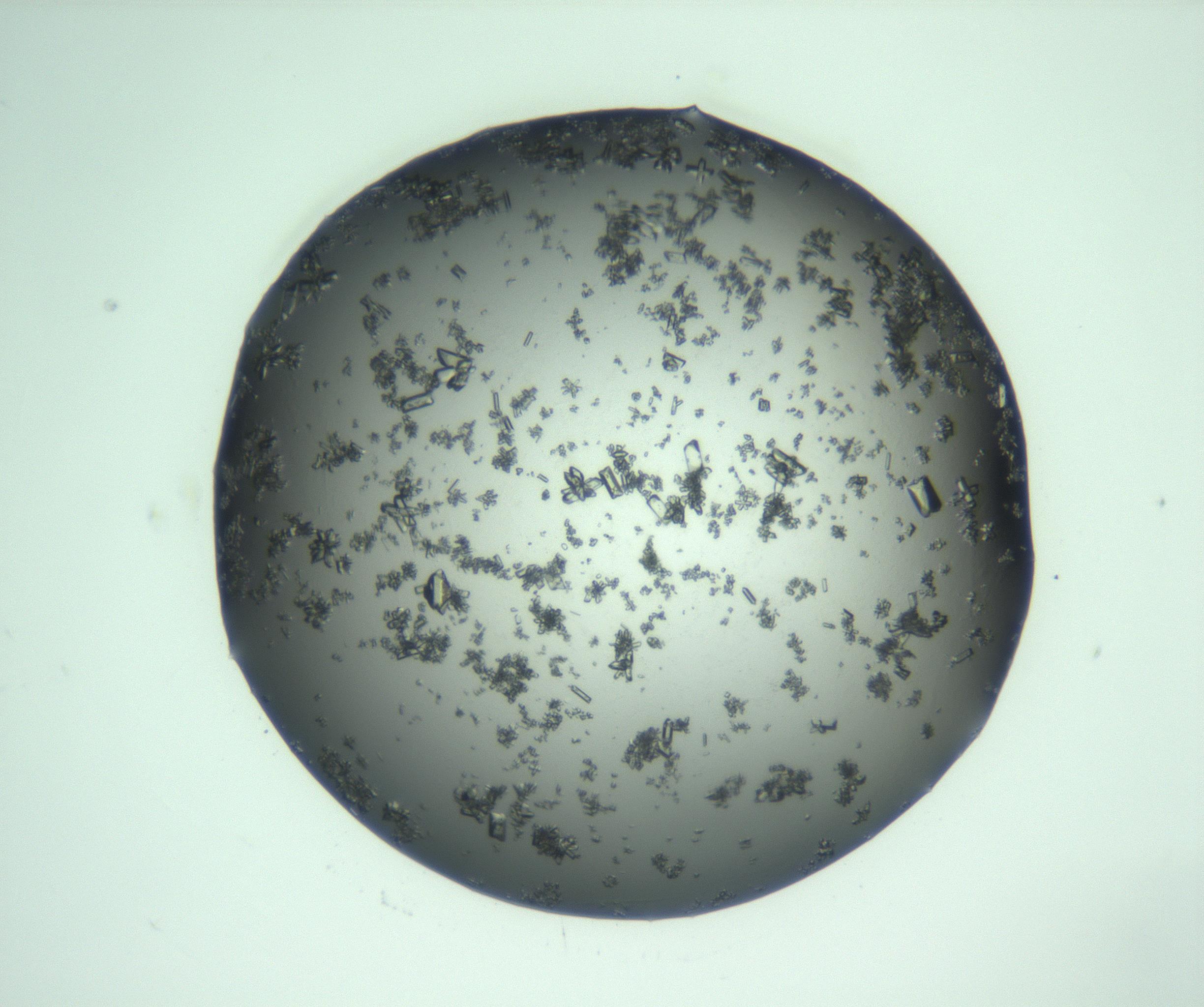 RI01_03_000_0212_Proj1_Clon1_MC_0000MC103223_008_170215_10_02_01_00_99_002_001_RAI.jpg