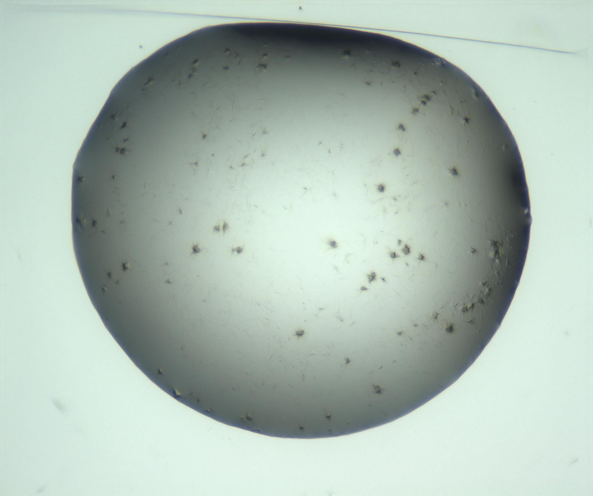 RI01_03_000_0212_Proj1_Clon1_MC_0000MC103223_009_170222_10_01_01_00_99_002_001_RAI.jpg