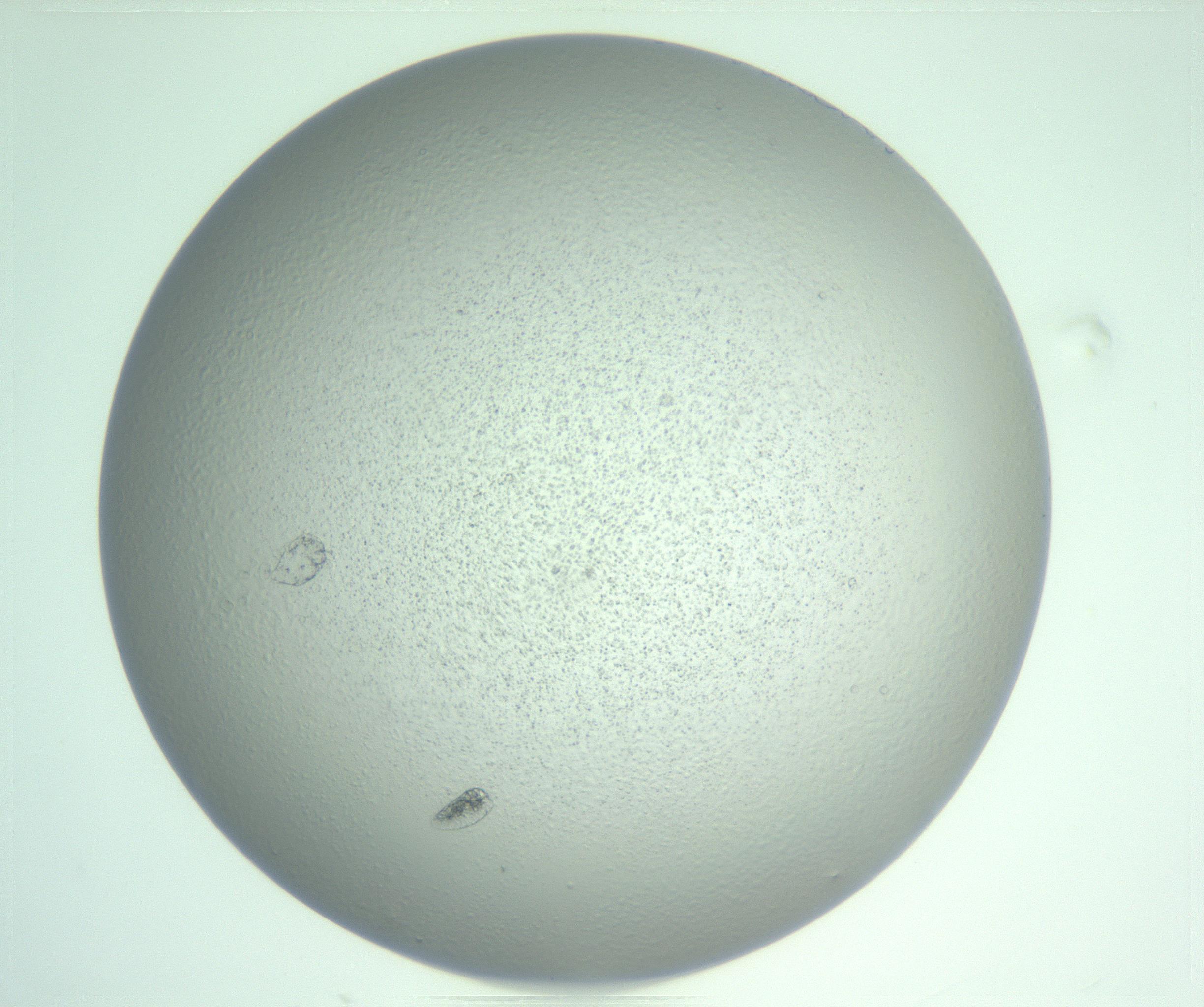 RI01_03_000_0212_Proj1_Clon1_MC_0000MC103234_007_170210_01_03_02_00_99_002_001_RAI.jpg