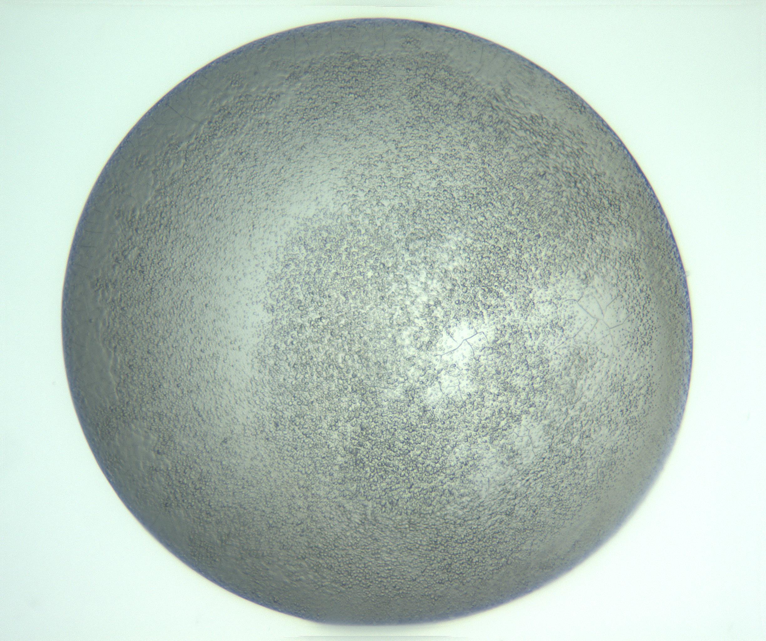 RI01_03_000_0212_Proj1_Clon1_MC_0000MC103234_007_170210_01_06_01_00_99_002_001_RAI.jpg
