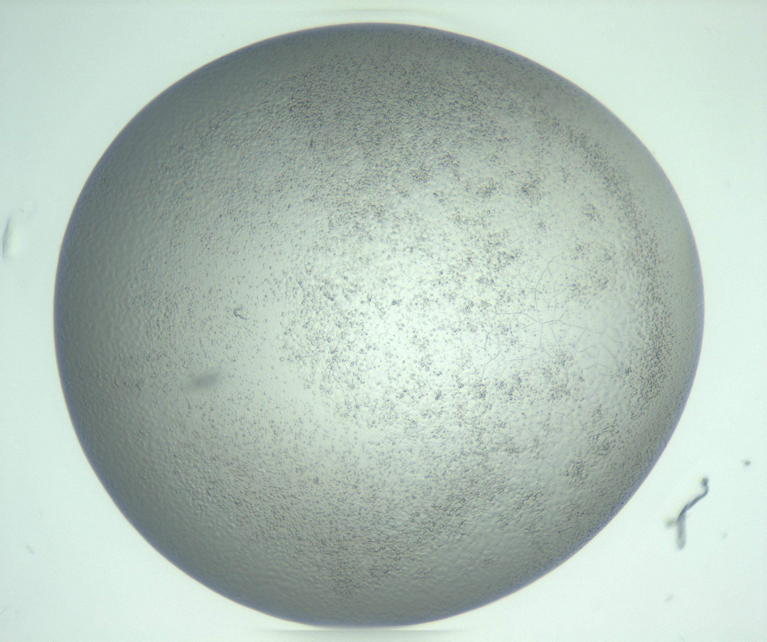 RI01_03_000_0212_Proj1_Clon1_MC_0000MC103234_007_170210_01_06_02_00_99_002_001_RAI.jpg