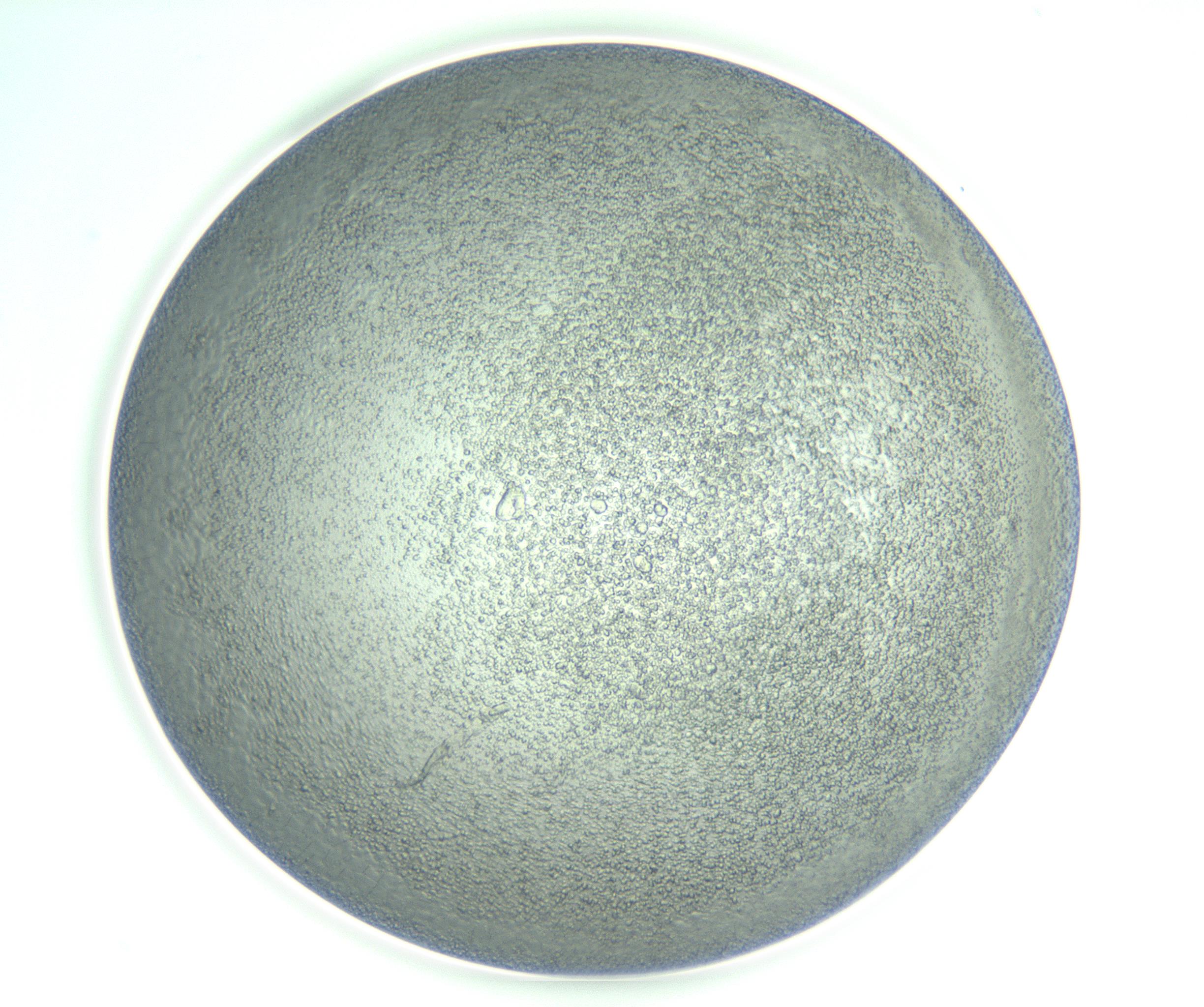 RI01_03_000_0212_Proj1_Clon1_MC_0000MC103234_007_170210_01_07_01_00_99_002_001_RAI.jpg