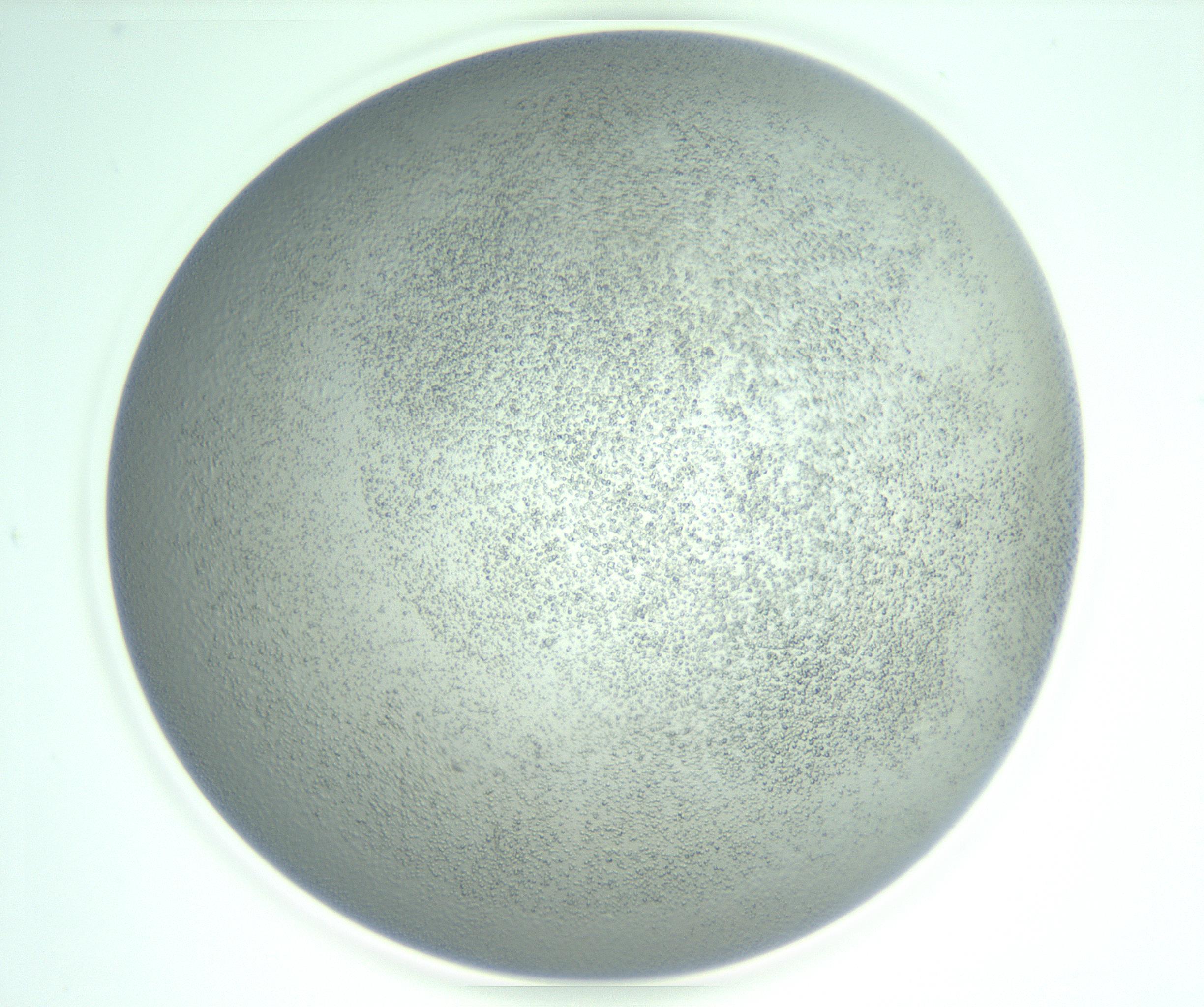RI01_03_000_0212_Proj1_Clon1_MC_0000MC103234_007_170210_01_07_02_00_99_002_001_RAI.jpg