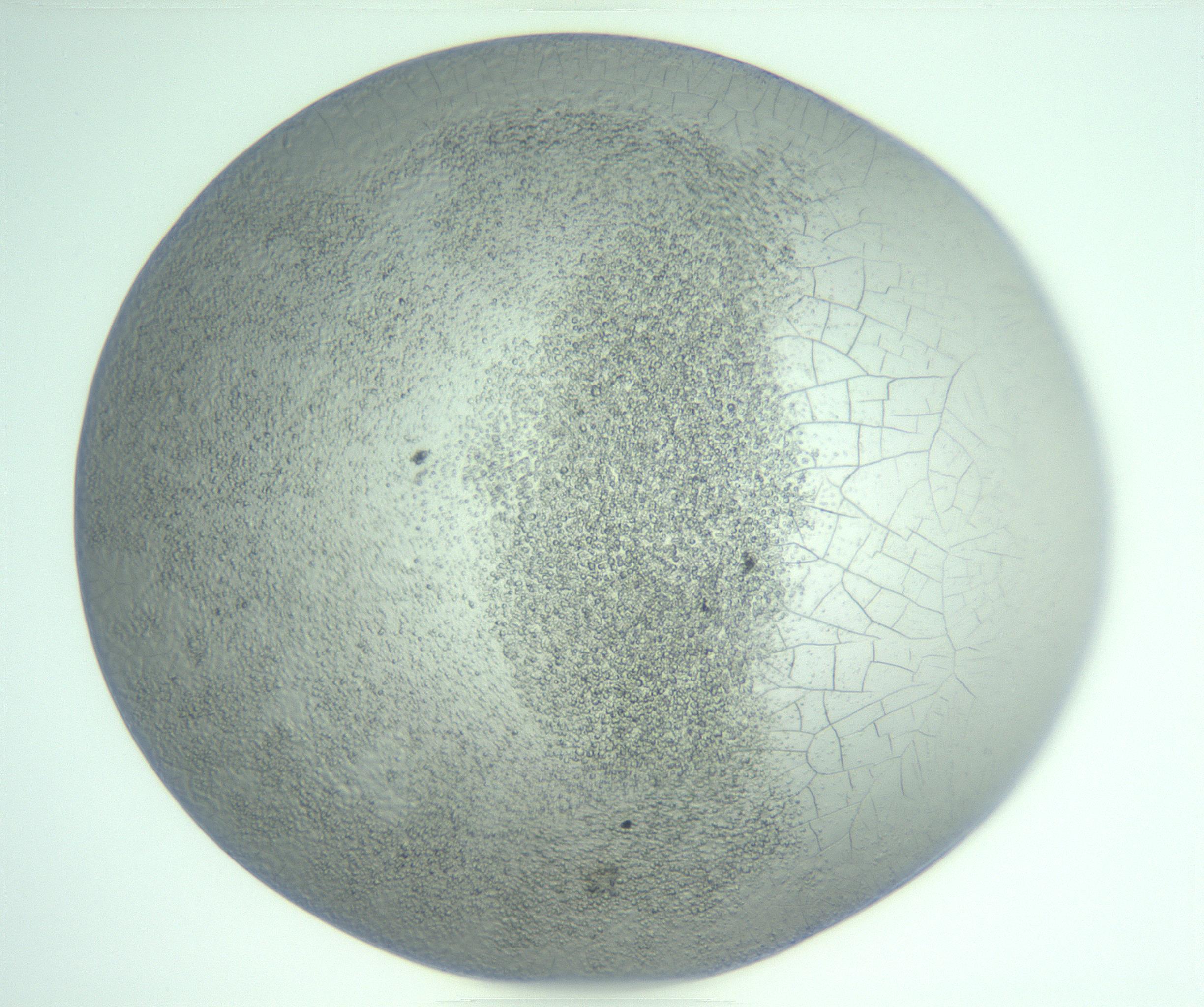 RI01_03_000_0212_Proj1_Clon1_MC_0000MC103234_007_170210_01_08_01_00_99_002_001_RAI.jpg