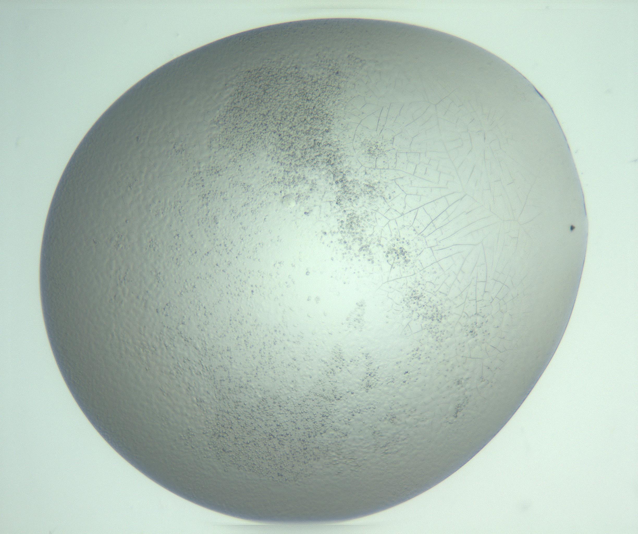 RI01_03_000_0212_Proj1_Clon1_MC_0000MC103234_007_170210_01_08_02_00_99_002_001_RAI.jpg
