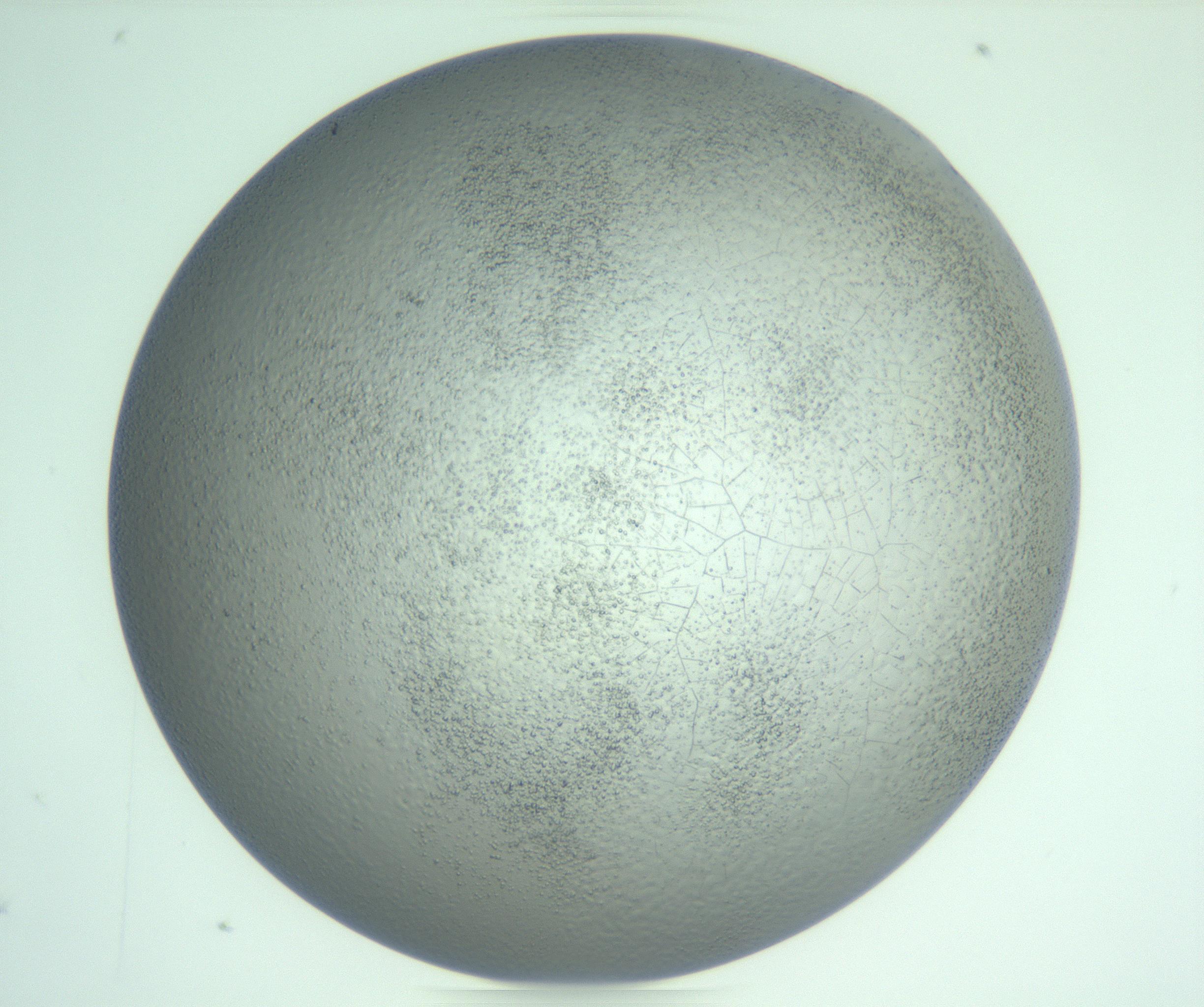 RI01_03_000_0212_Proj1_Clon1_MC_0000MC103234_007_170210_02_05_02_00_99_002_001_RAI.jpg