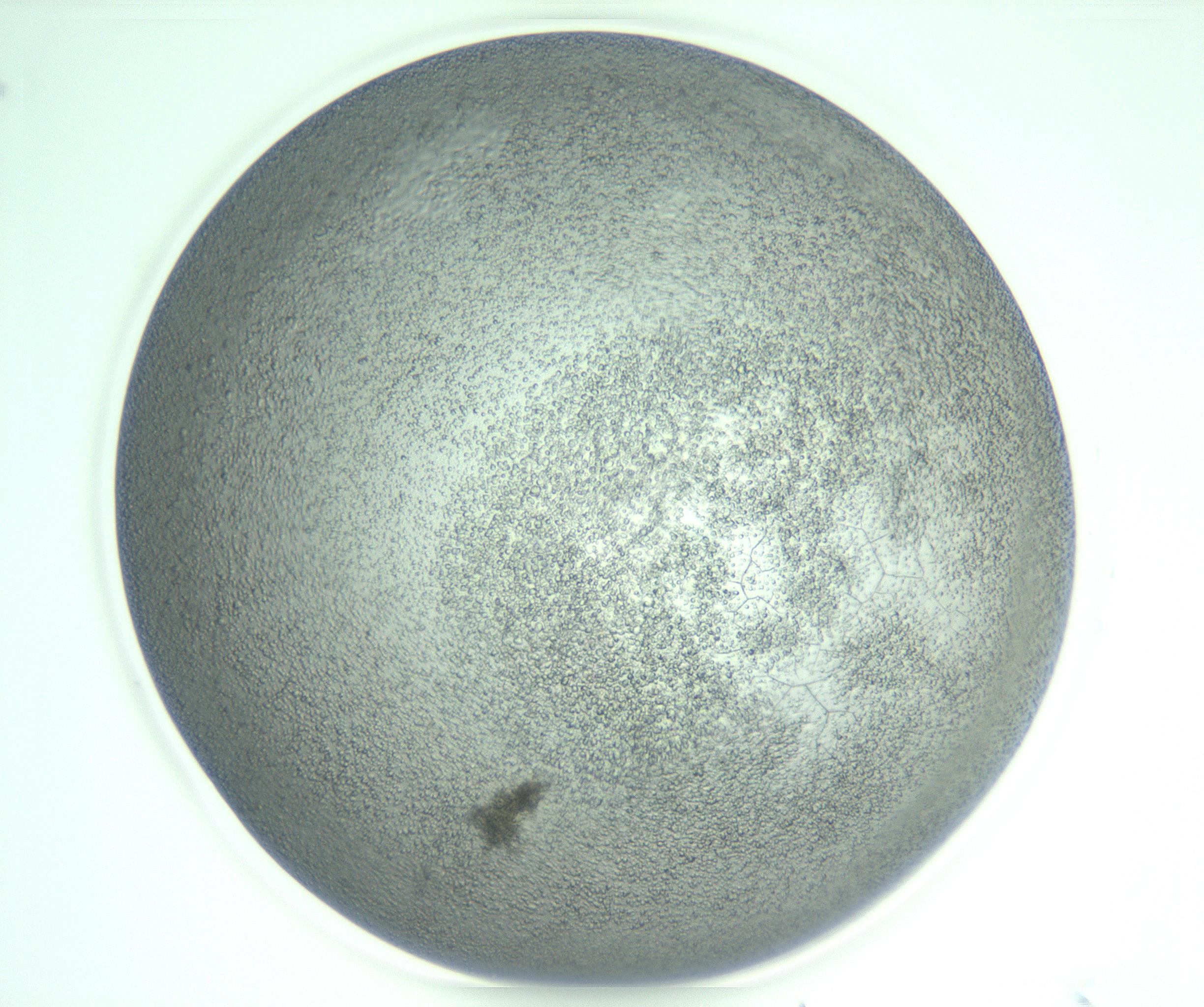 RI01_03_000_0212_Proj1_Clon1_MC_0000MC103234_007_170210_02_06_01_00_99_002_001_RAI.jpg