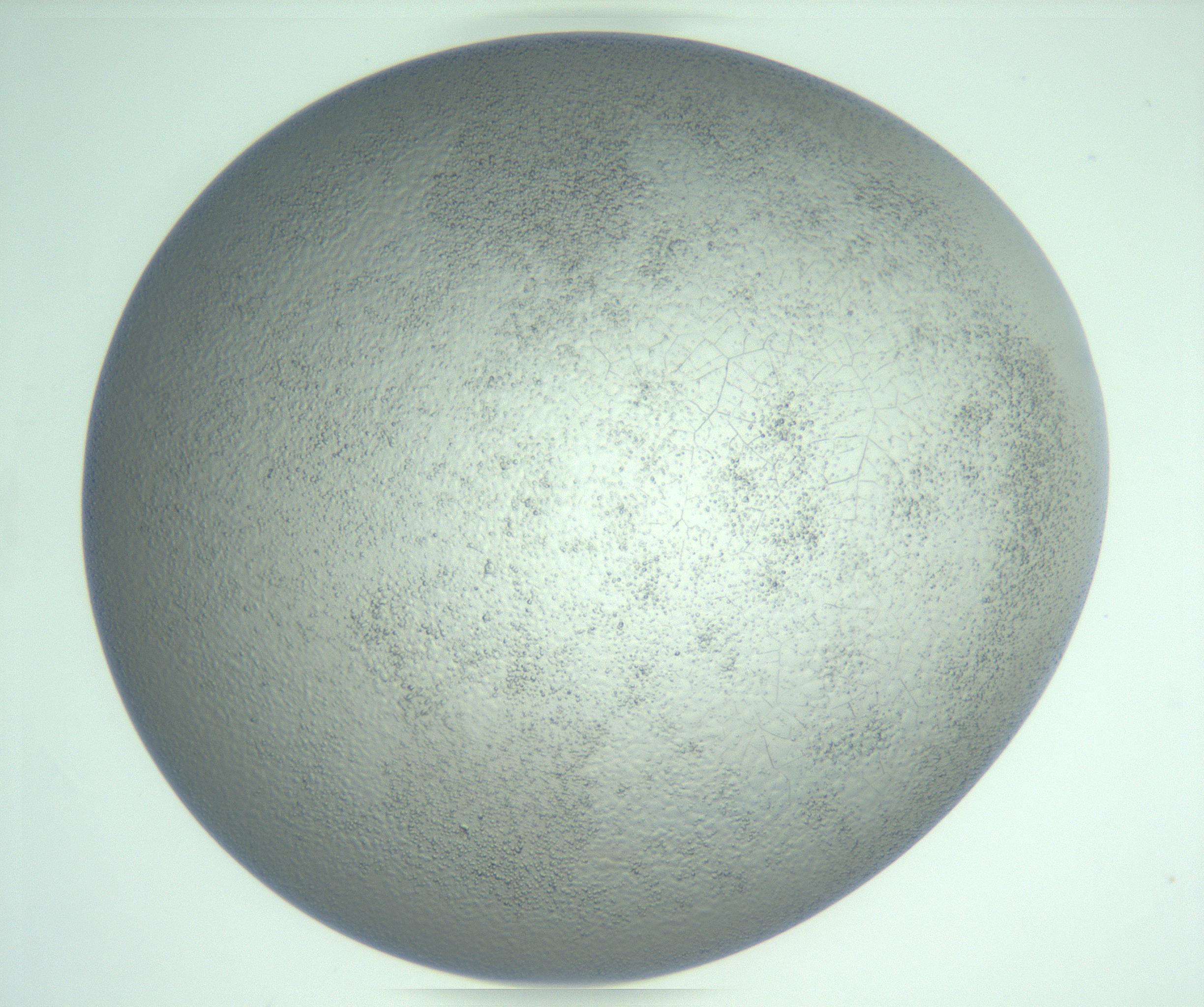RI01_03_000_0212_Proj1_Clon1_MC_0000MC103234_007_170210_02_06_02_00_99_002_001_RAI.jpg