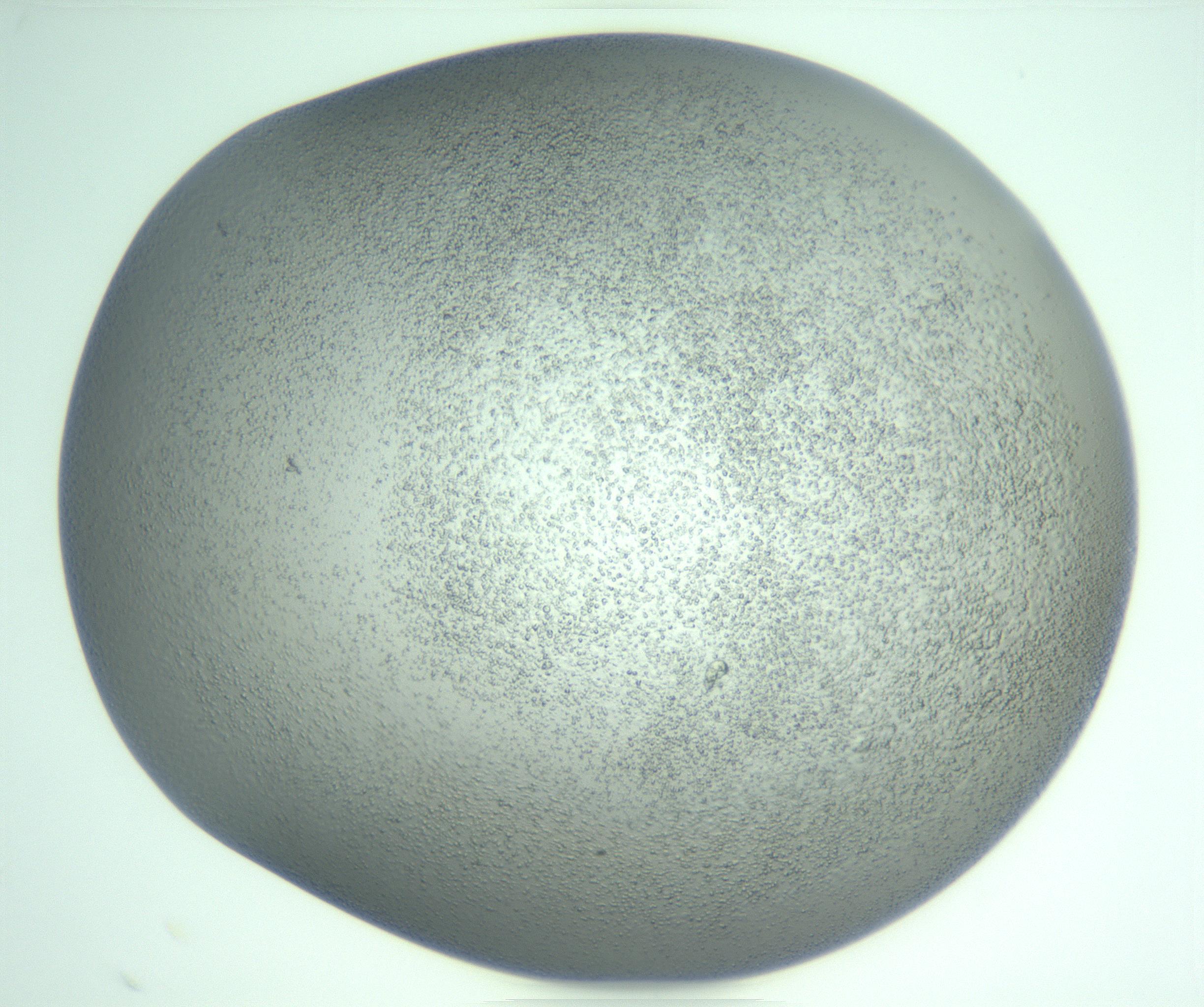 RI01_03_000_0212_Proj1_Clon1_MC_0000MC103234_007_170210_02_07_02_00_99_002_001_RAI.jpg