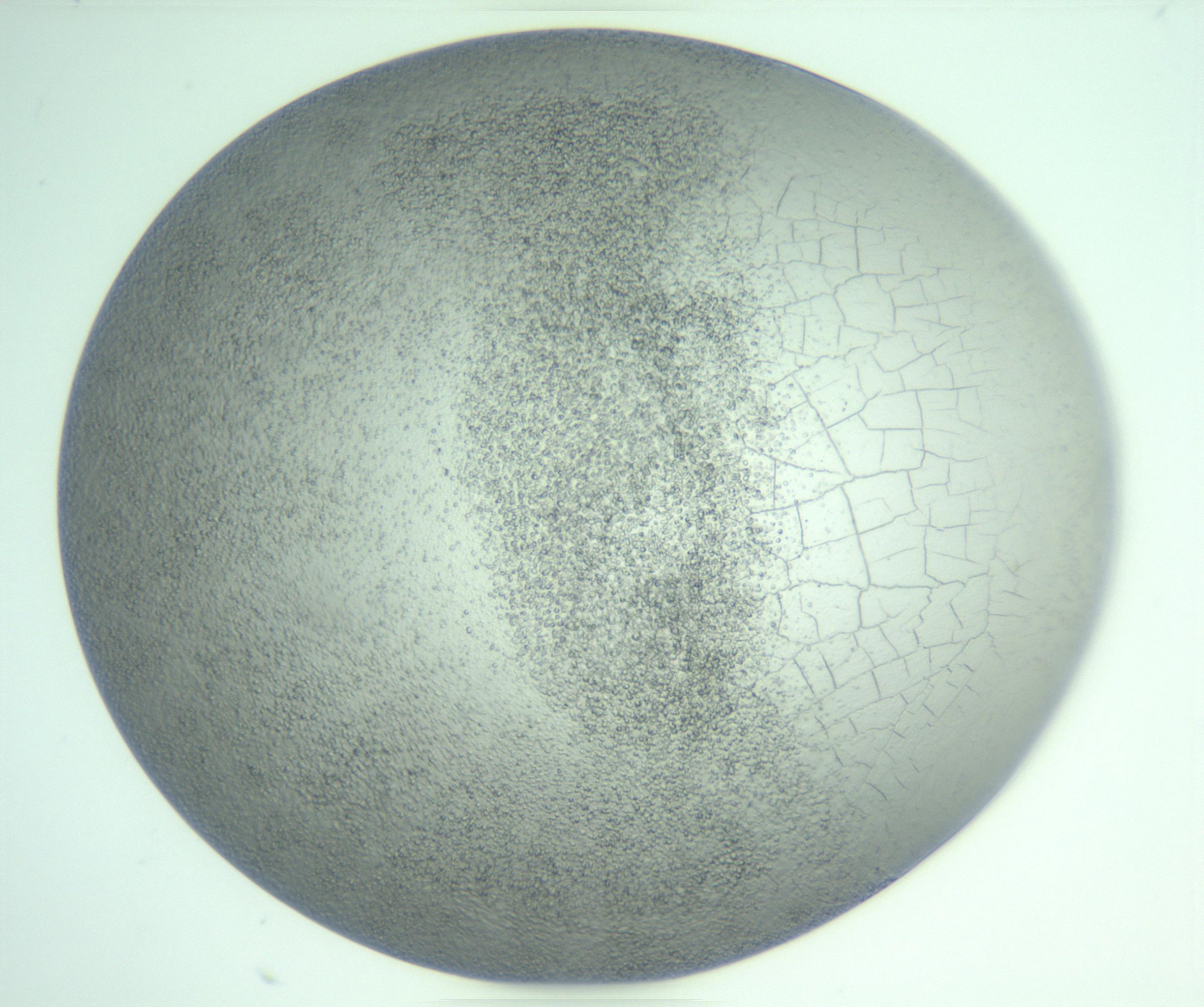 RI01_03_000_0212_Proj1_Clon1_MC_0000MC103234_007_170210_02_08_01_00_99_002_001_RAI.jpg