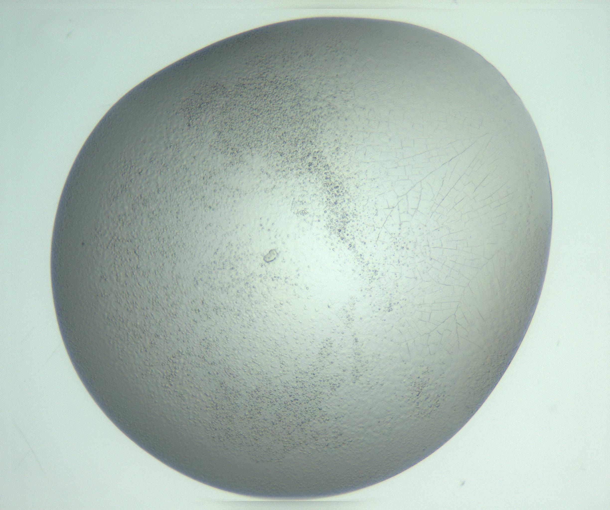 RI01_03_000_0212_Proj1_Clon1_MC_0000MC103234_007_170210_02_08_02_00_99_002_001_RAI.jpg
