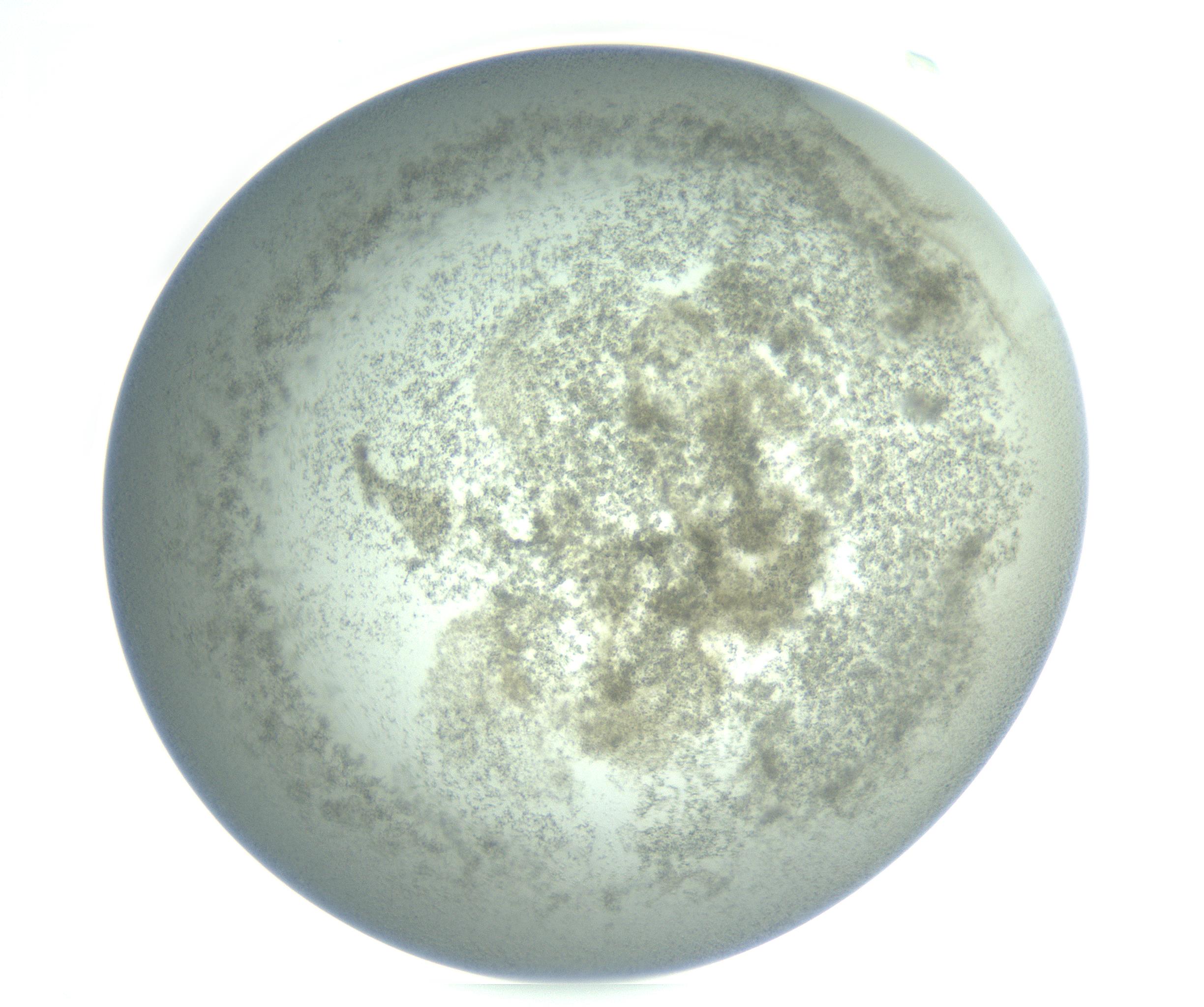 RI01_03_000_0212_Proj1_Clon1_MC_0000MC103234_007_170210_03_01_02_00_99_002_001_RAI.jpg