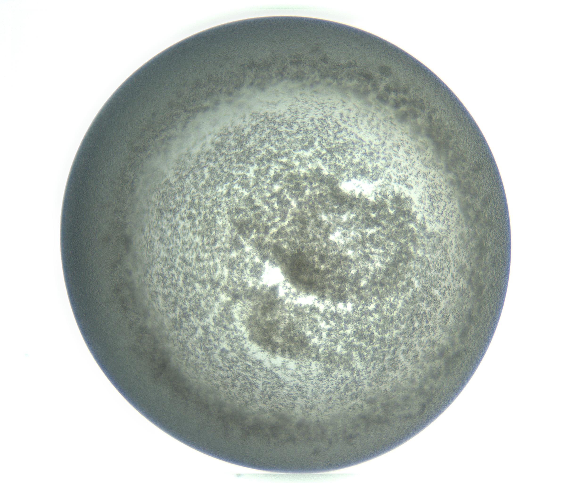 RI01_03_000_0212_Proj1_Clon1_MC_0000MC103234_007_170210_03_02_01_00_99_002_001_RAI.jpg