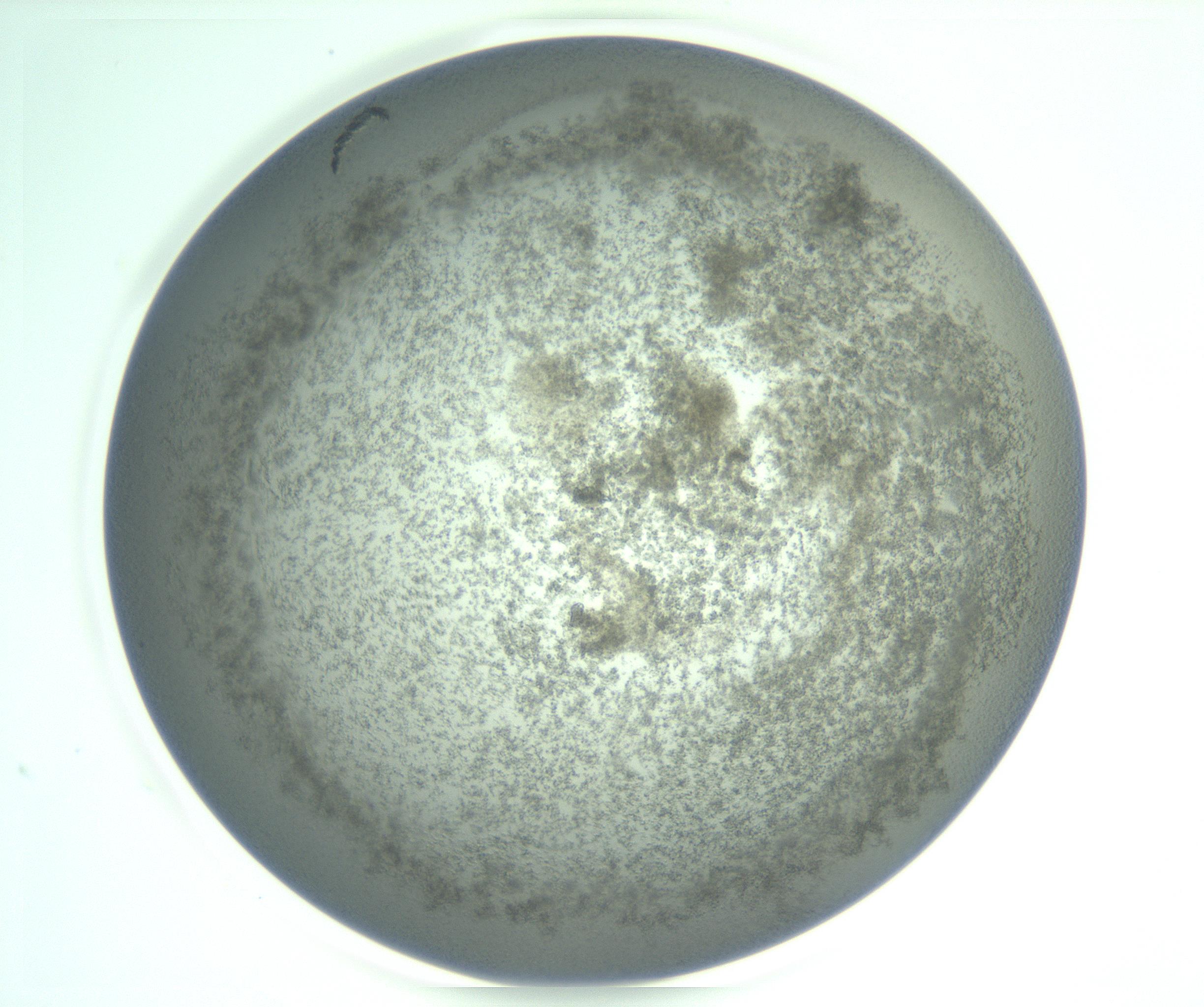 RI01_03_000_0212_Proj1_Clon1_MC_0000MC103234_007_170210_03_04_02_00_99_002_001_RAI.jpg