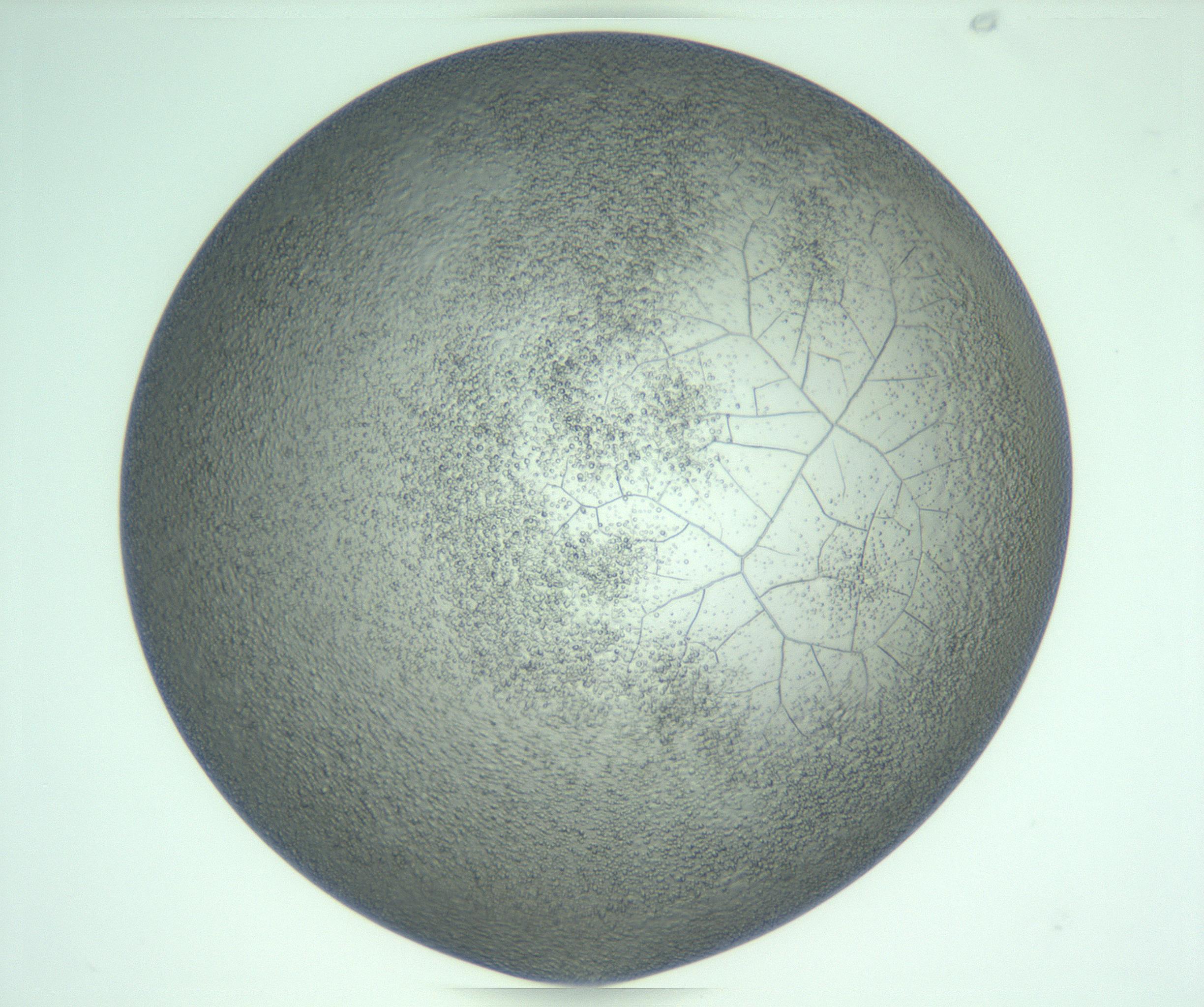 RI01_03_000_0212_Proj1_Clon1_MC_0000MC103234_007_170210_03_05_01_00_99_002_001_RAI.jpg