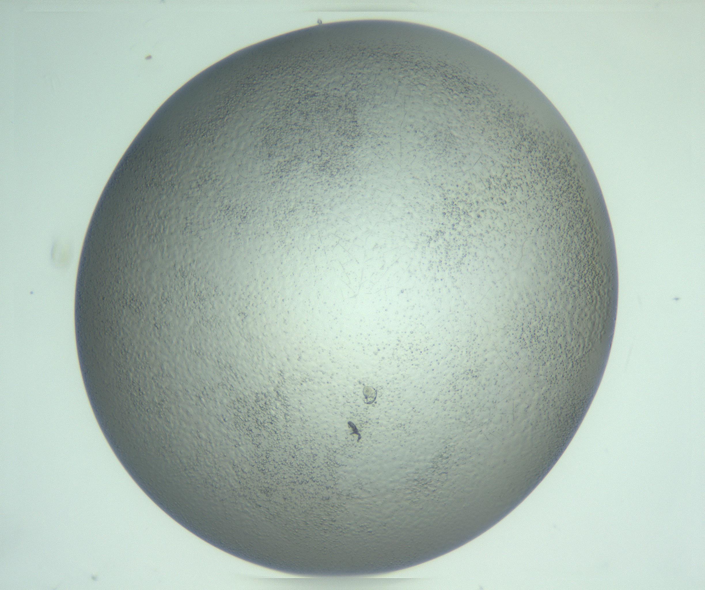 RI01_03_000_0212_Proj1_Clon1_MC_0000MC103234_007_170210_03_05_02_00_99_002_001_RAI.jpg