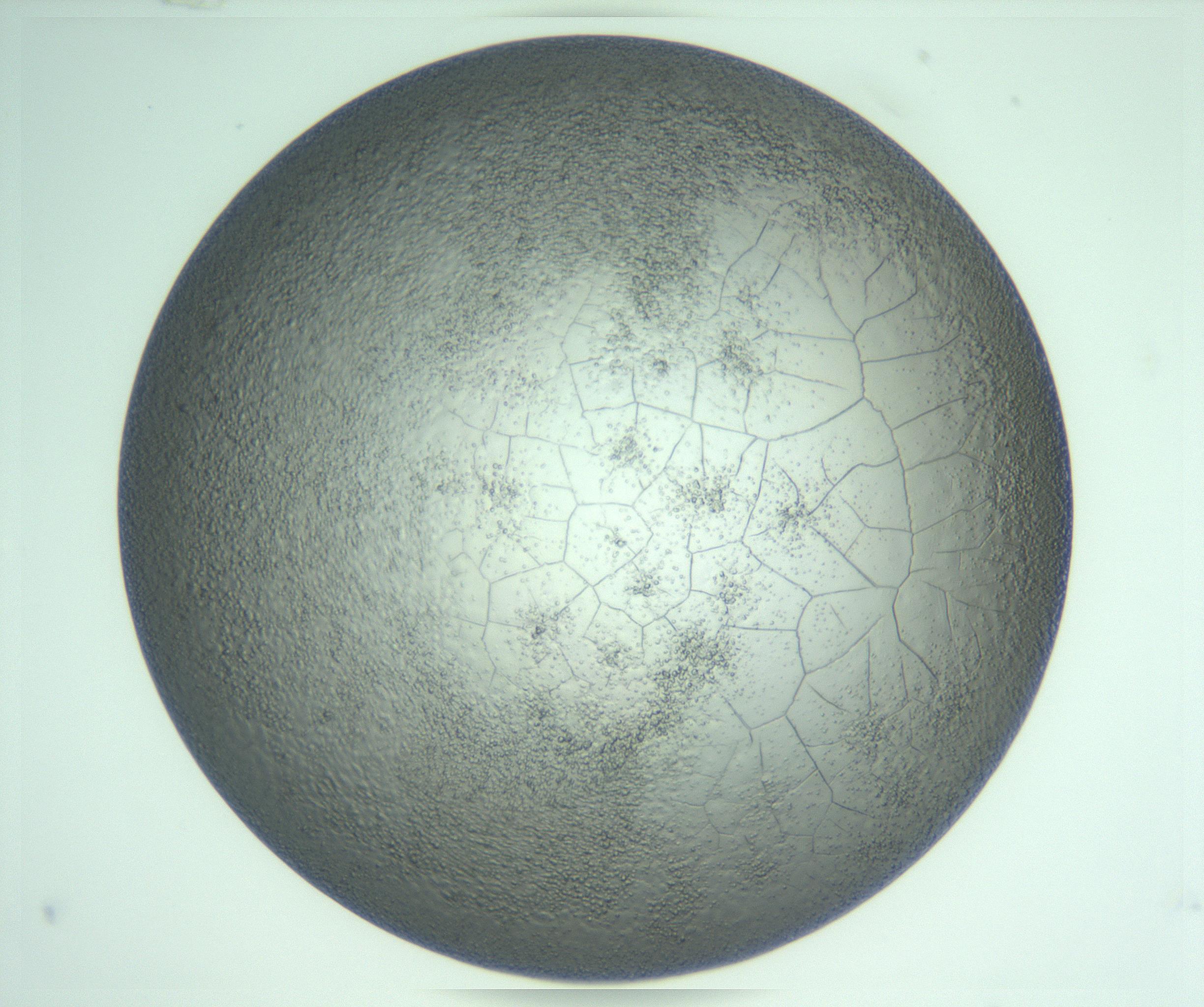 RI01_03_000_0212_Proj1_Clon1_MC_0000MC103234_007_170210_03_06_01_00_99_002_001_RAI.jpg