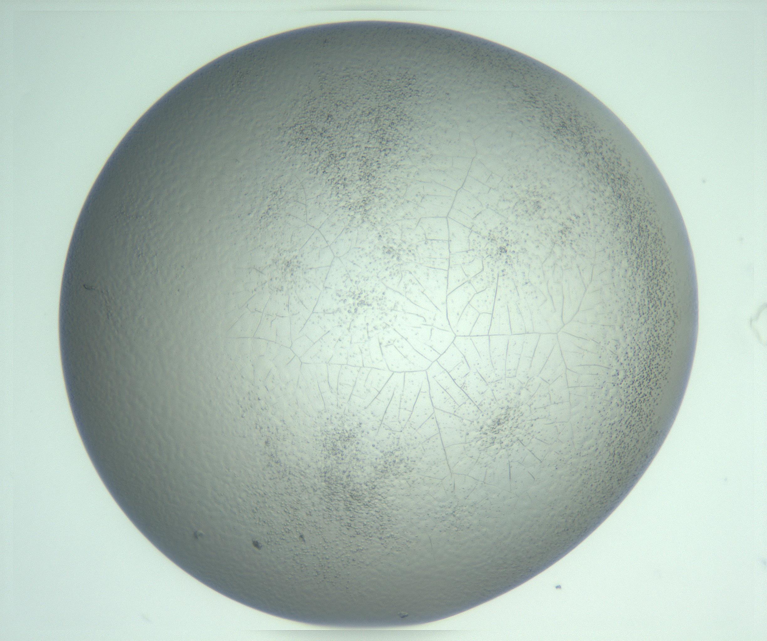 RI01_03_000_0212_Proj1_Clon1_MC_0000MC103234_007_170210_03_06_02_00_99_002_001_RAI.jpg