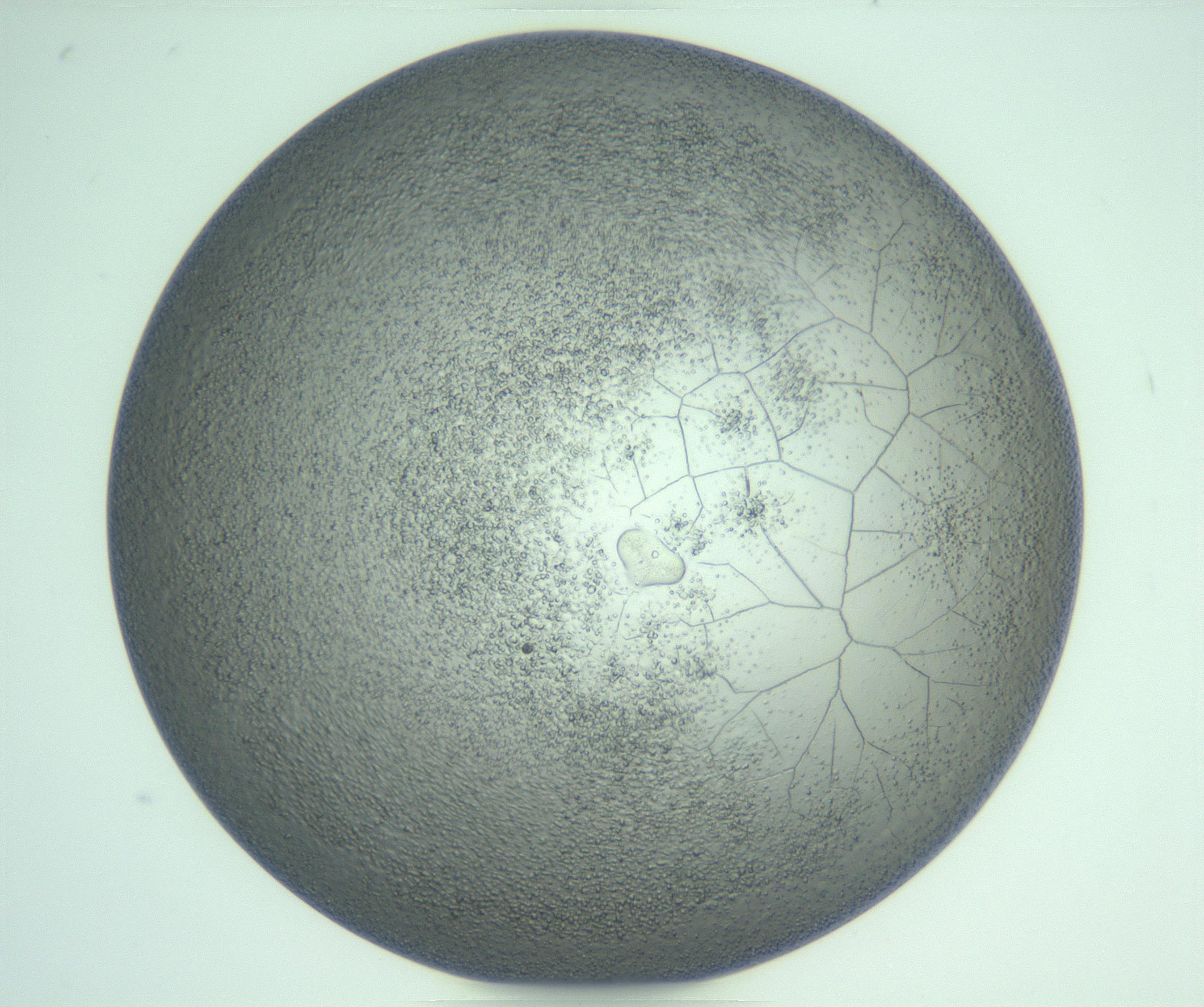 RI01_03_000_0212_Proj1_Clon1_MC_0000MC103234_007_170210_03_07_01_00_99_002_001_RAI.jpg