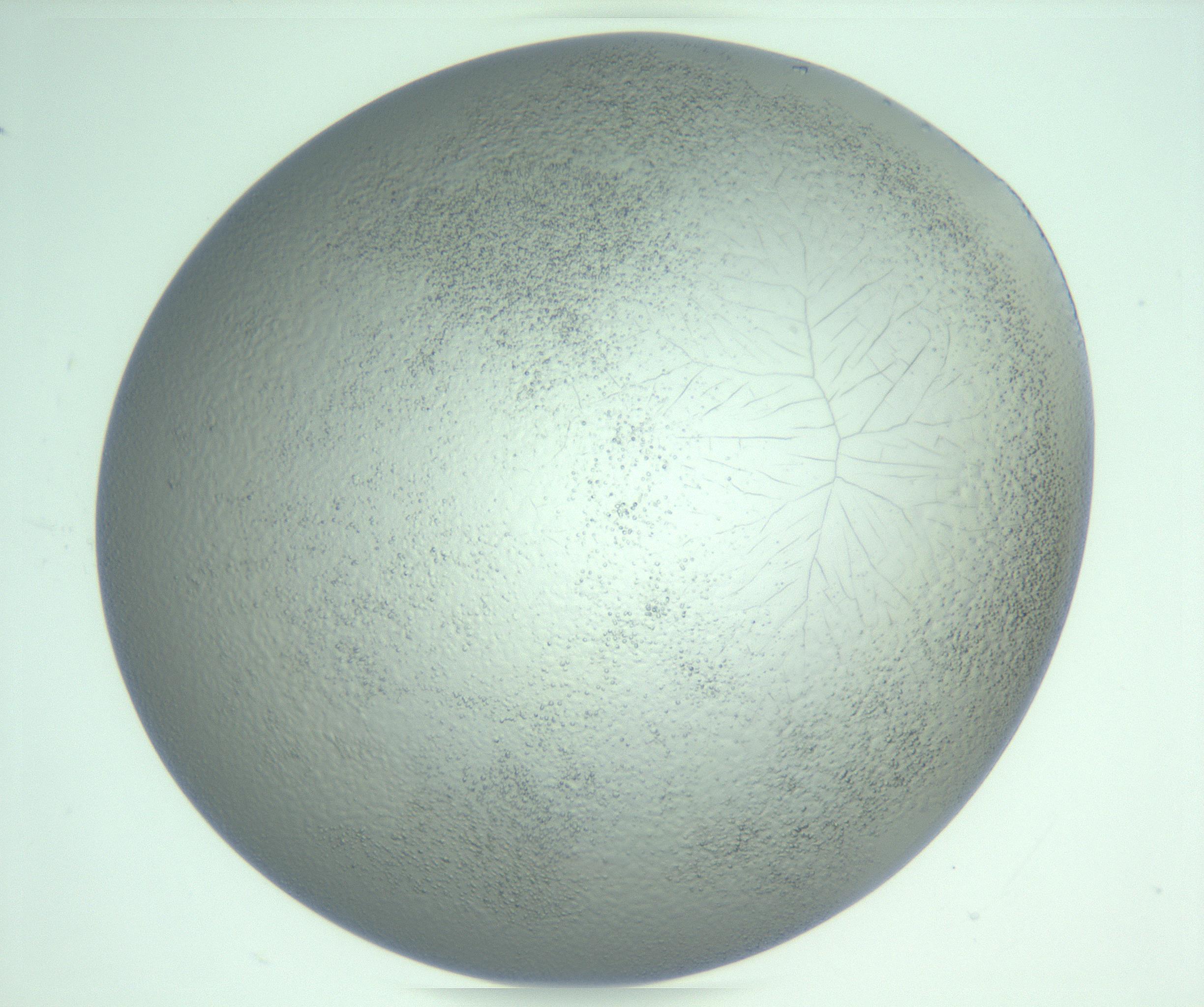 RI01_03_000_0212_Proj1_Clon1_MC_0000MC103234_007_170210_03_07_02_00_99_002_001_RAI.jpg