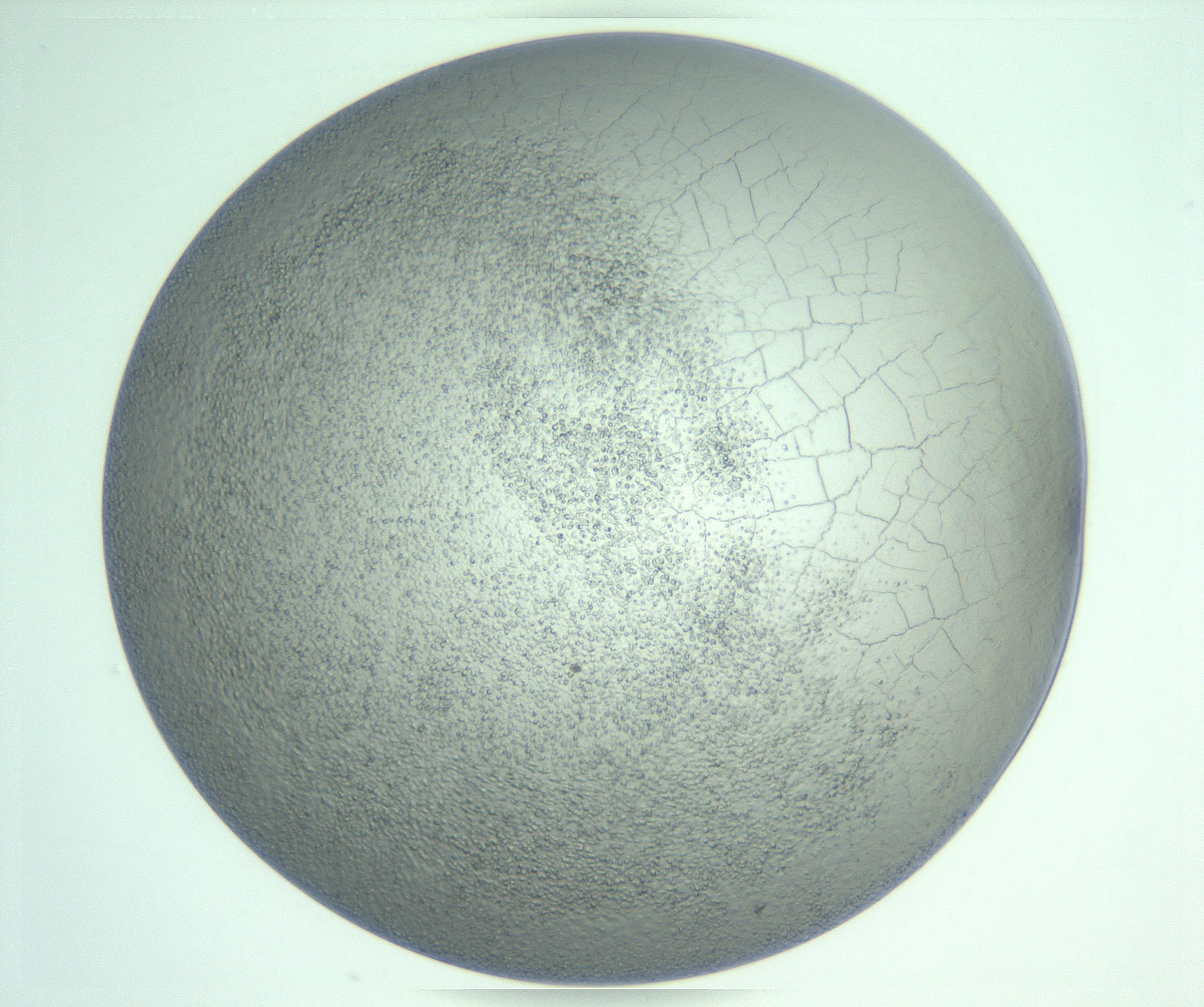 RI01_03_000_0212_Proj1_Clon1_MC_0000MC103234_007_170210_03_08_01_00_99_002_001_RAI.jpg