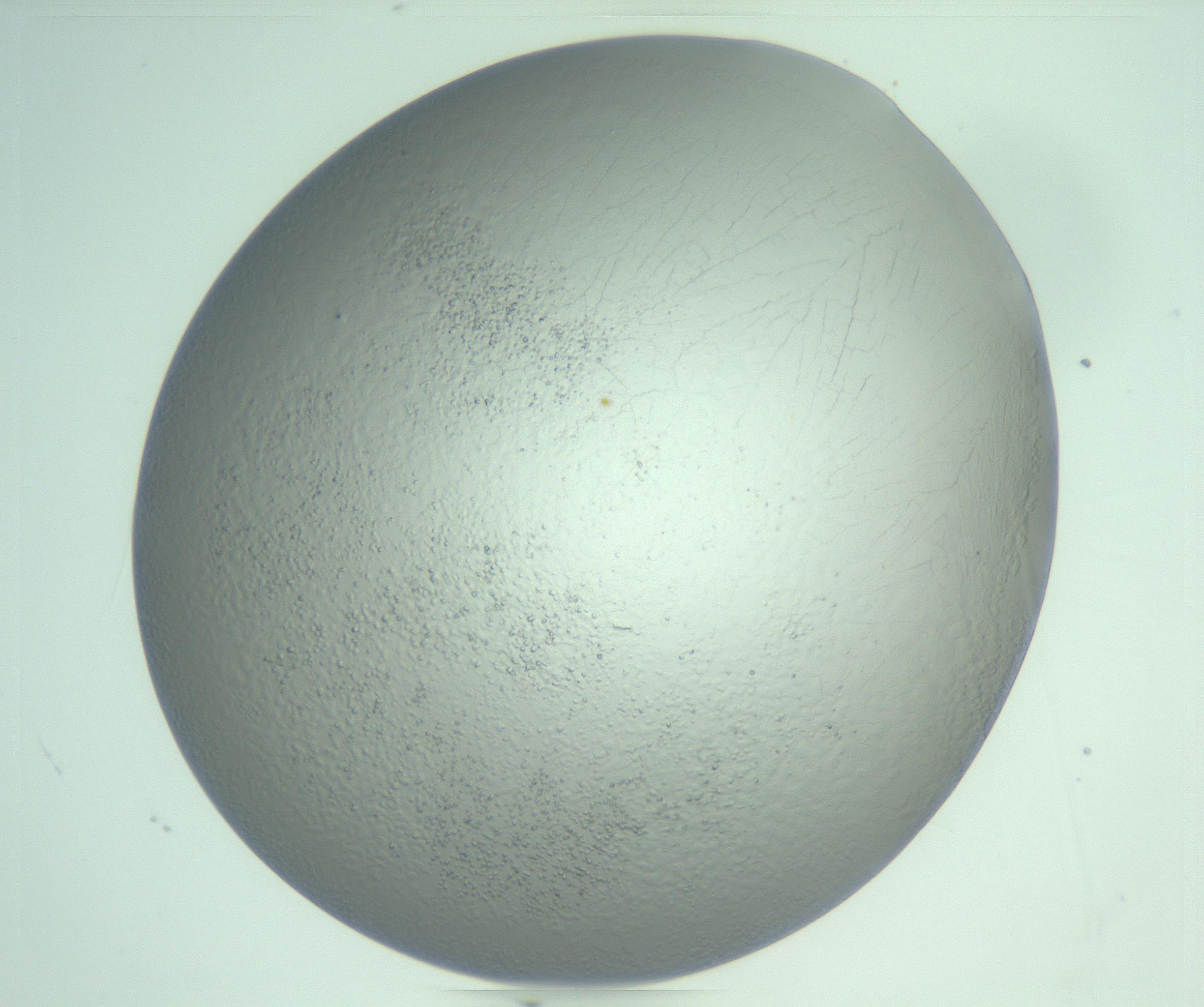 RI01_03_000_0212_Proj1_Clon1_MC_0000MC103234_007_170210_03_08_02_00_99_002_001_RAI.jpg