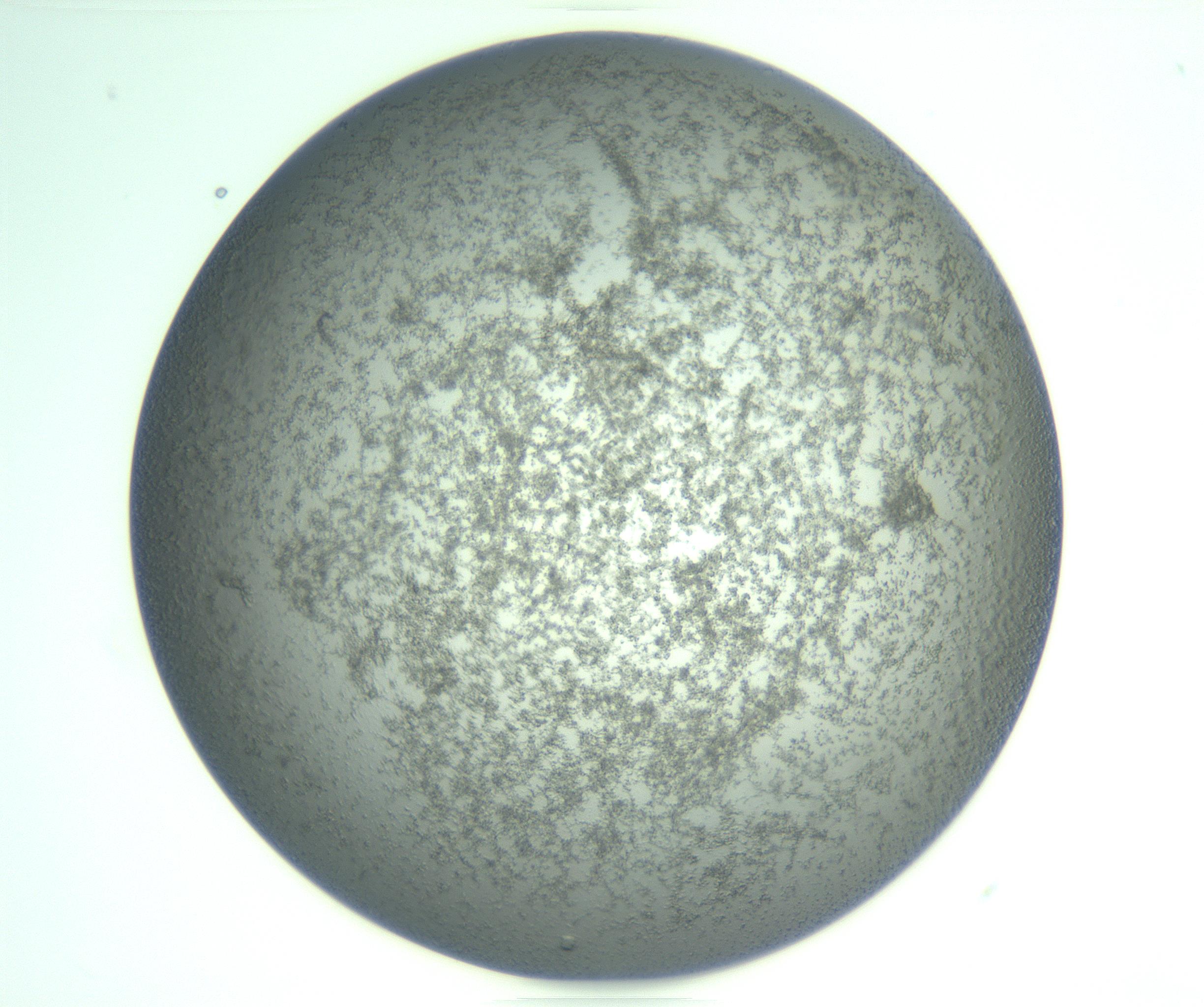 RI01_03_000_0212_Proj1_Clon1_MC_0000MC103234_007_170210_04_02_02_00_99_002_001_RAI.jpg