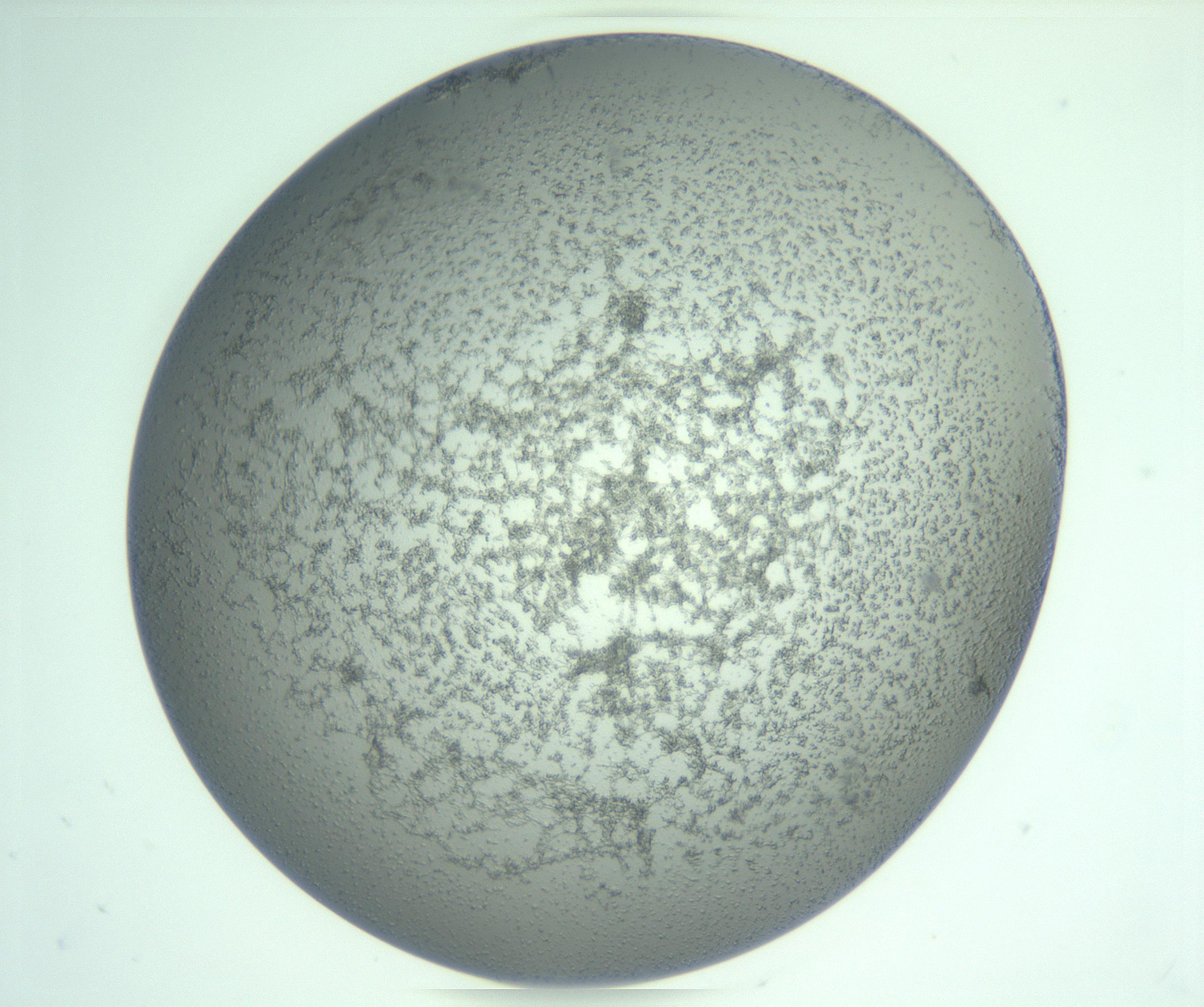RI01_03_000_0212_Proj1_Clon1_MC_0000MC103234_007_170210_04_04_02_00_99_002_001_RAI.jpg