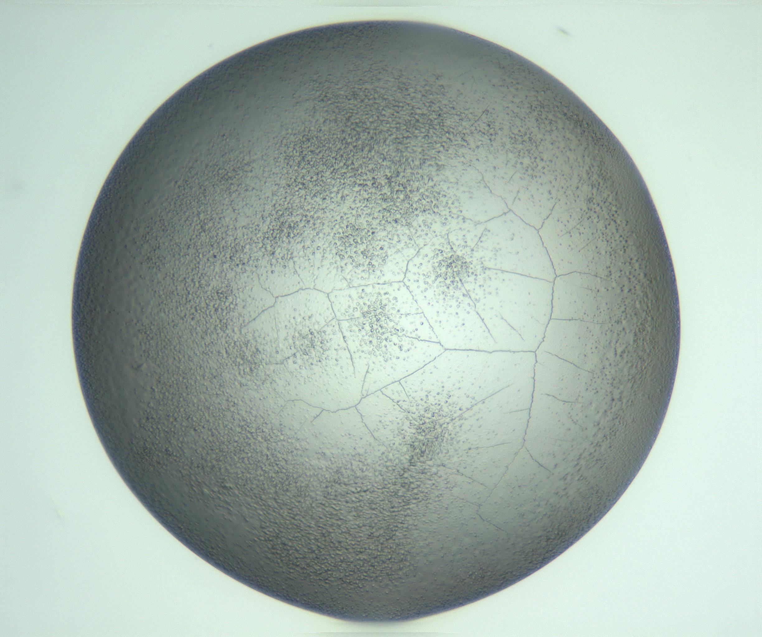 RI01_03_000_0212_Proj1_Clon1_MC_0000MC103234_007_170210_04_05_01_00_99_002_001_RAI.jpg