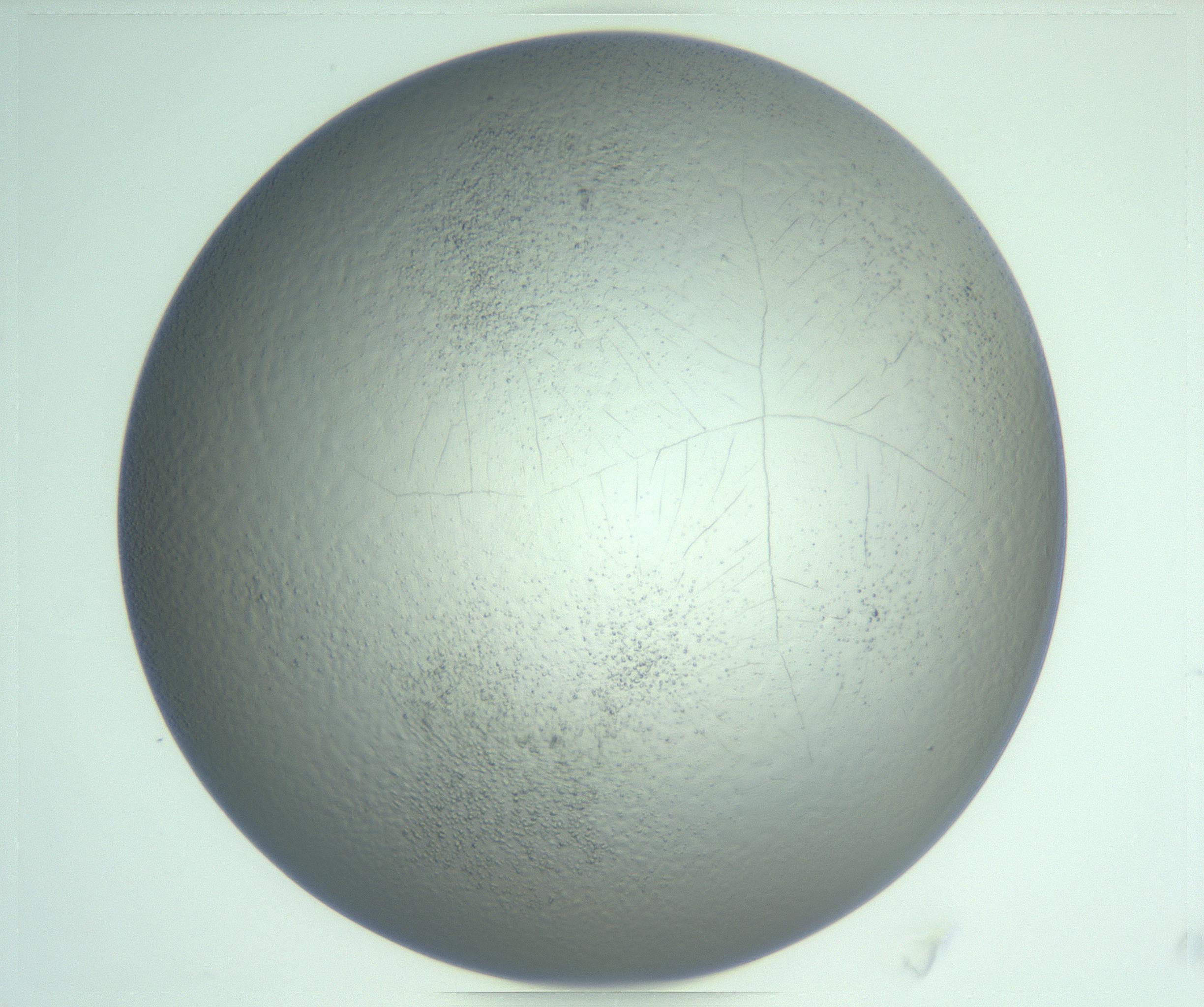 RI01_03_000_0212_Proj1_Clon1_MC_0000MC103234_007_170210_04_05_02_00_99_002_001_RAI.jpg