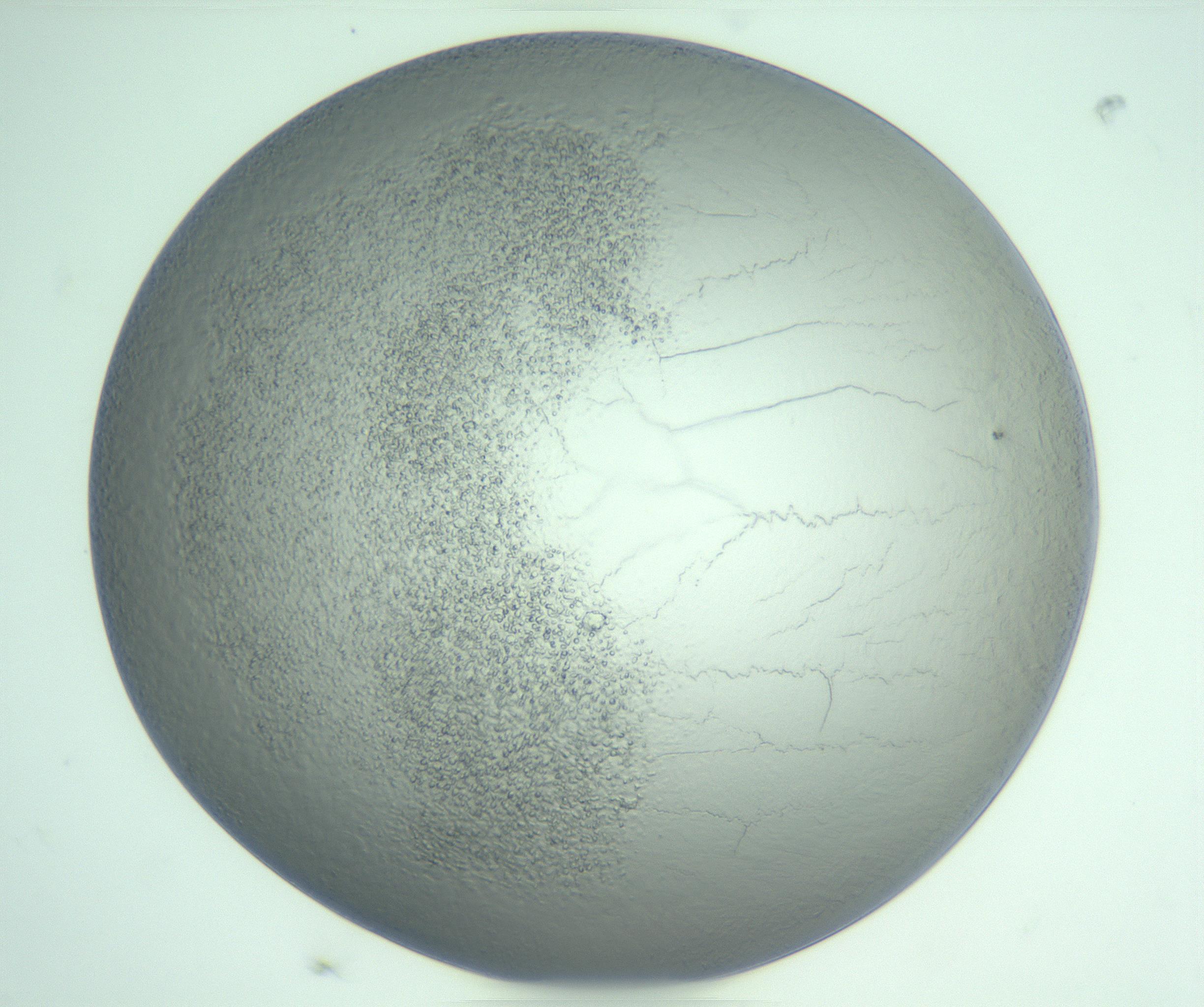 RI01_03_000_0212_Proj1_Clon1_MC_0000MC103234_007_170210_04_07_01_00_99_002_001_RAI.jpg