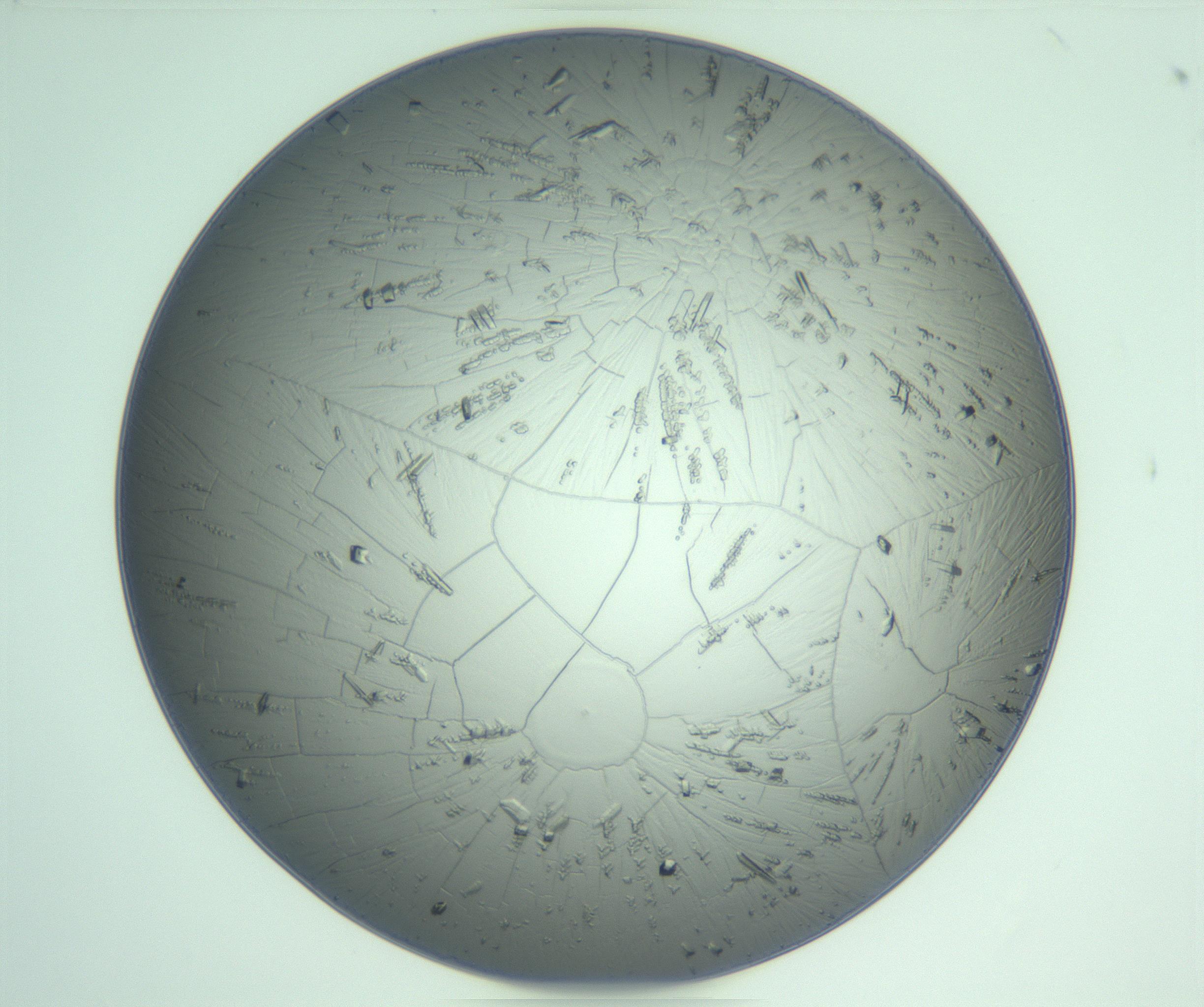 RI01_03_000_0212_Proj1_Clon1_MC_0000MC103234_007_170210_05_01_01_00_99_002_001_RAI.jpg