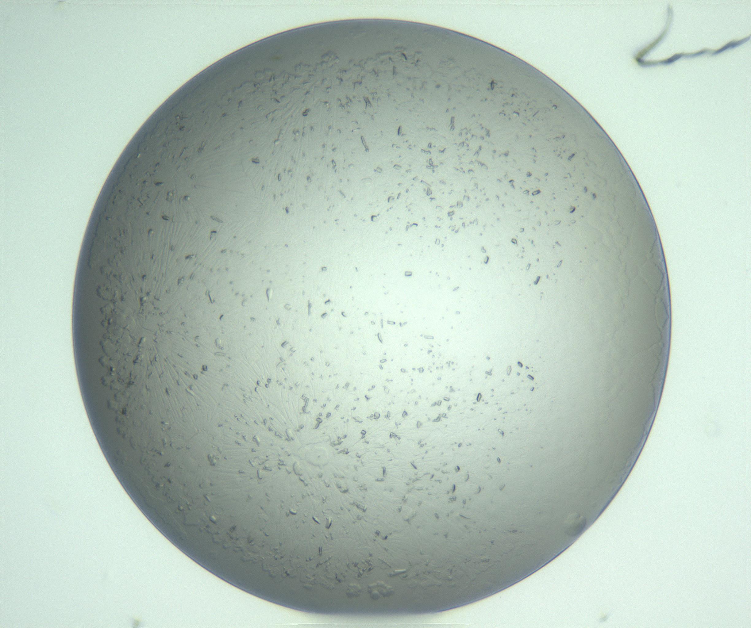 RI01_03_000_0212_Proj1_Clon1_MC_0000MC103234_007_170210_05_01_02_00_99_002_001_RAI.jpg