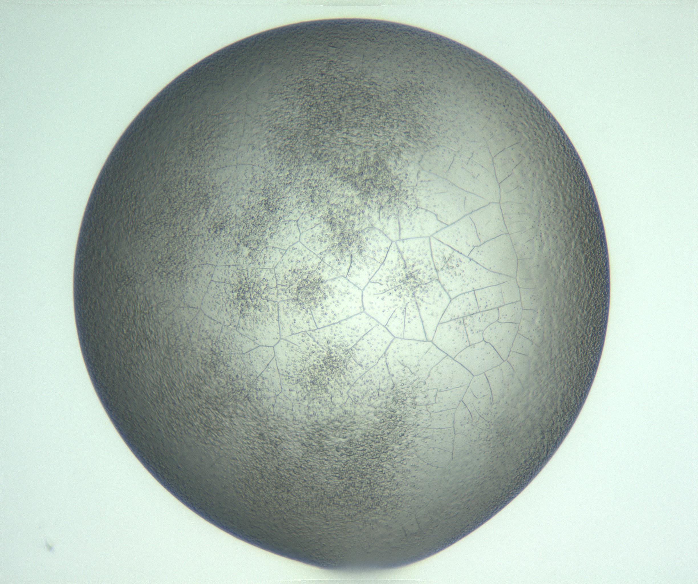 RI01_03_000_0212_Proj1_Clon1_MC_0000MC103234_007_170210_05_05_01_00_99_002_001_RAI.jpg