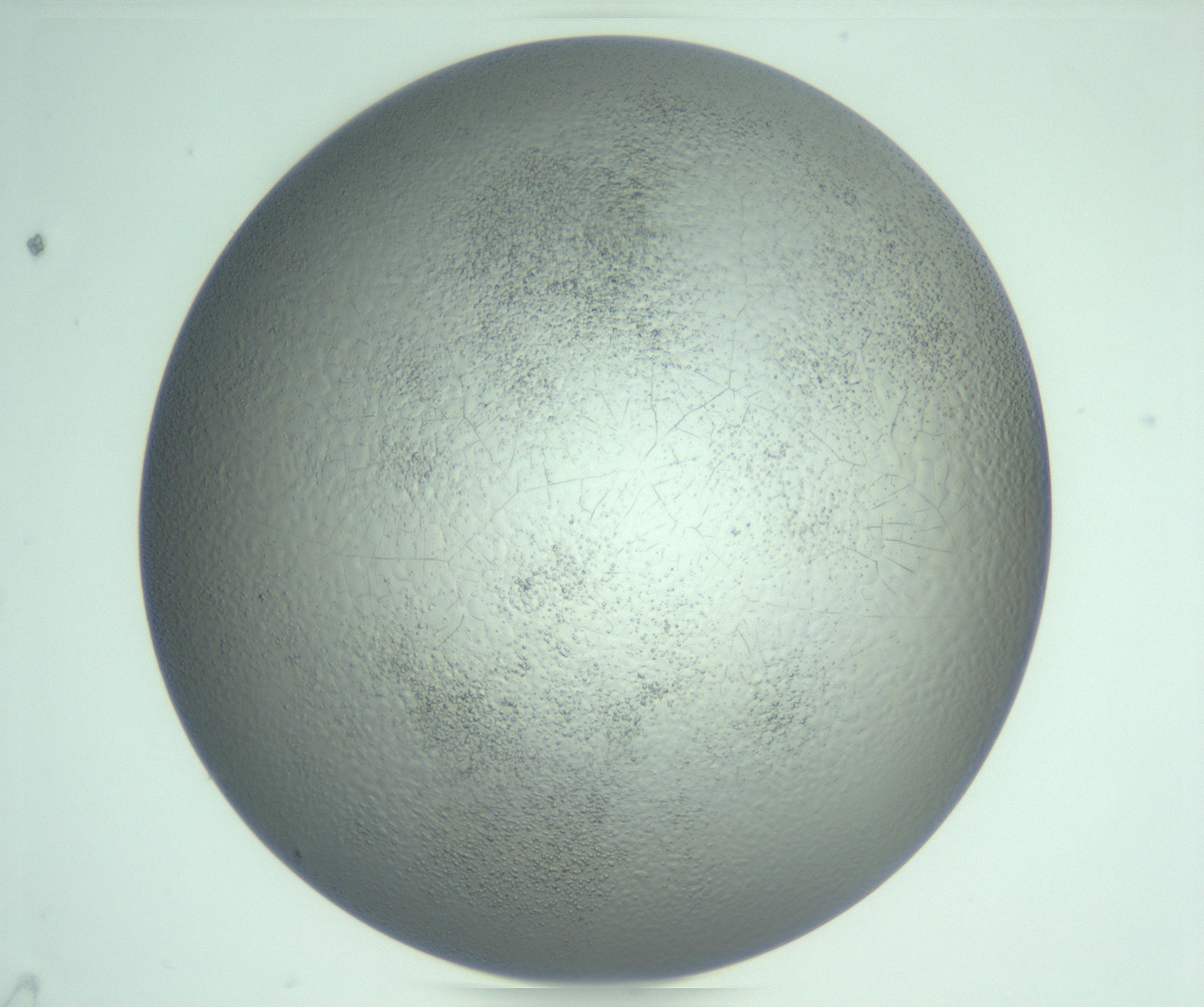 RI01_03_000_0212_Proj1_Clon1_MC_0000MC103234_007_170210_05_05_02_00_99_002_001_RAI.jpg