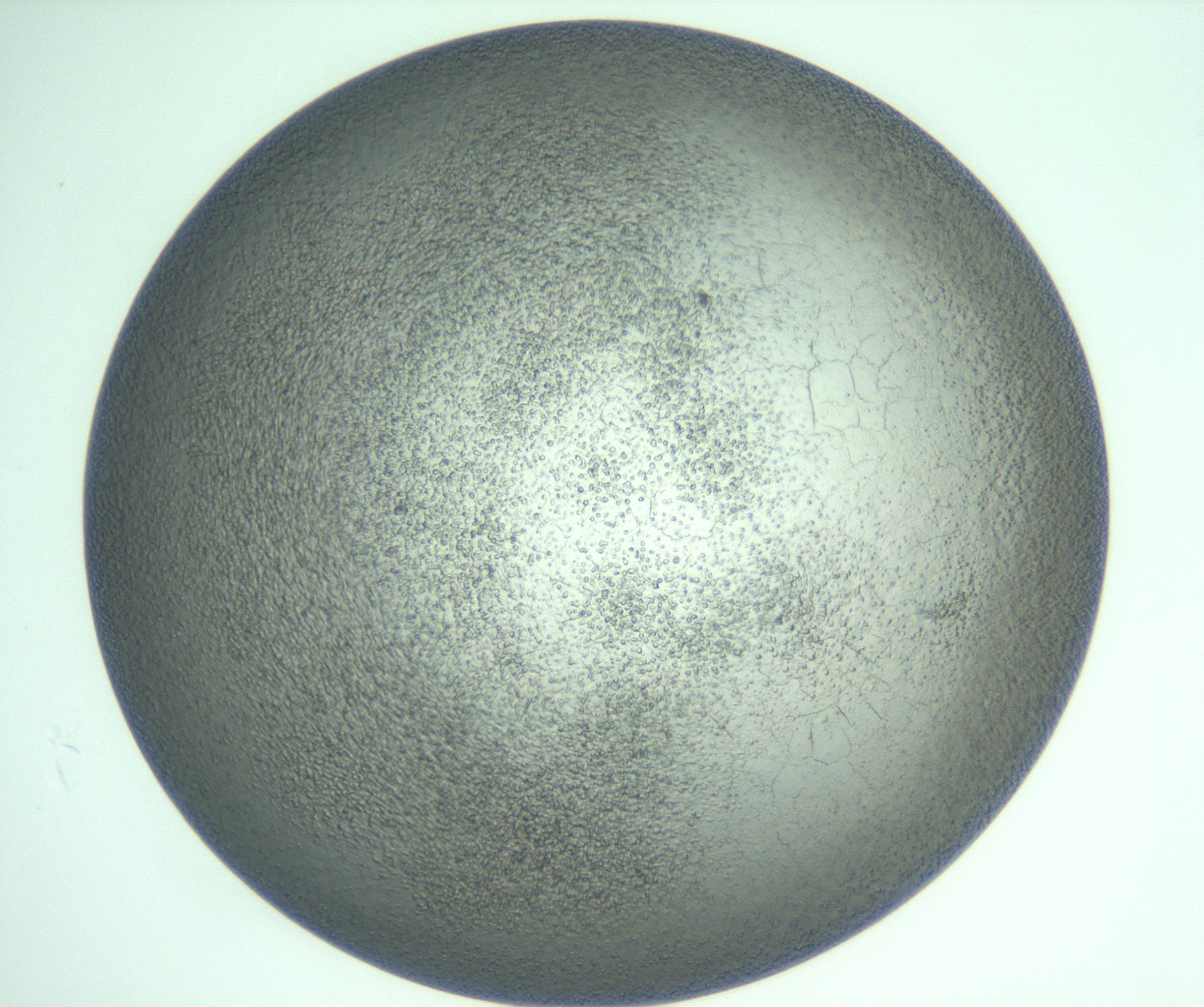 RI01_03_000_0212_Proj1_Clon1_MC_0000MC103234_007_170210_05_07_01_00_99_002_001_RAI.jpg