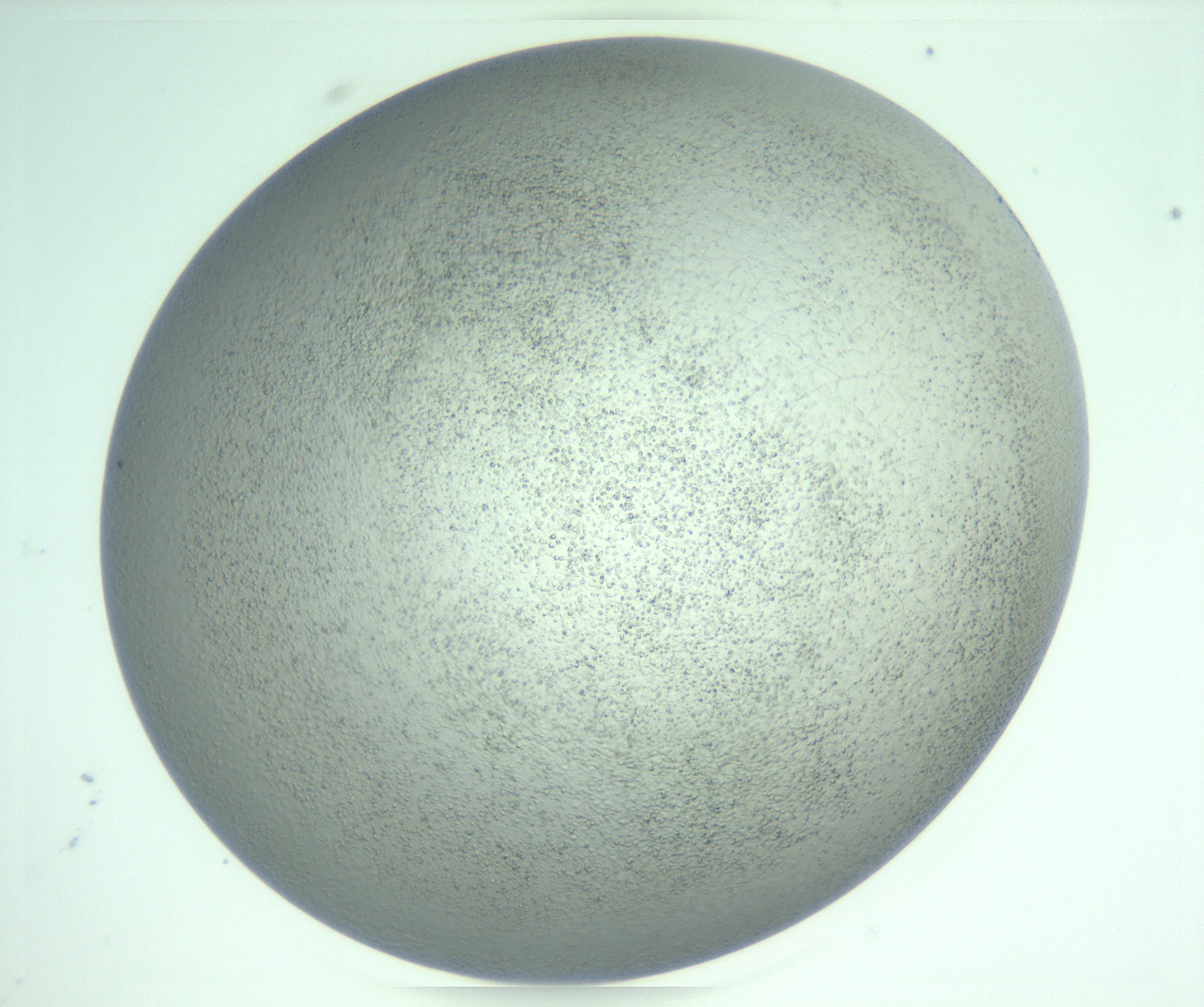 RI01_03_000_0212_Proj1_Clon1_MC_0000MC103234_007_170210_05_07_02_00_99_002_001_RAI.jpg