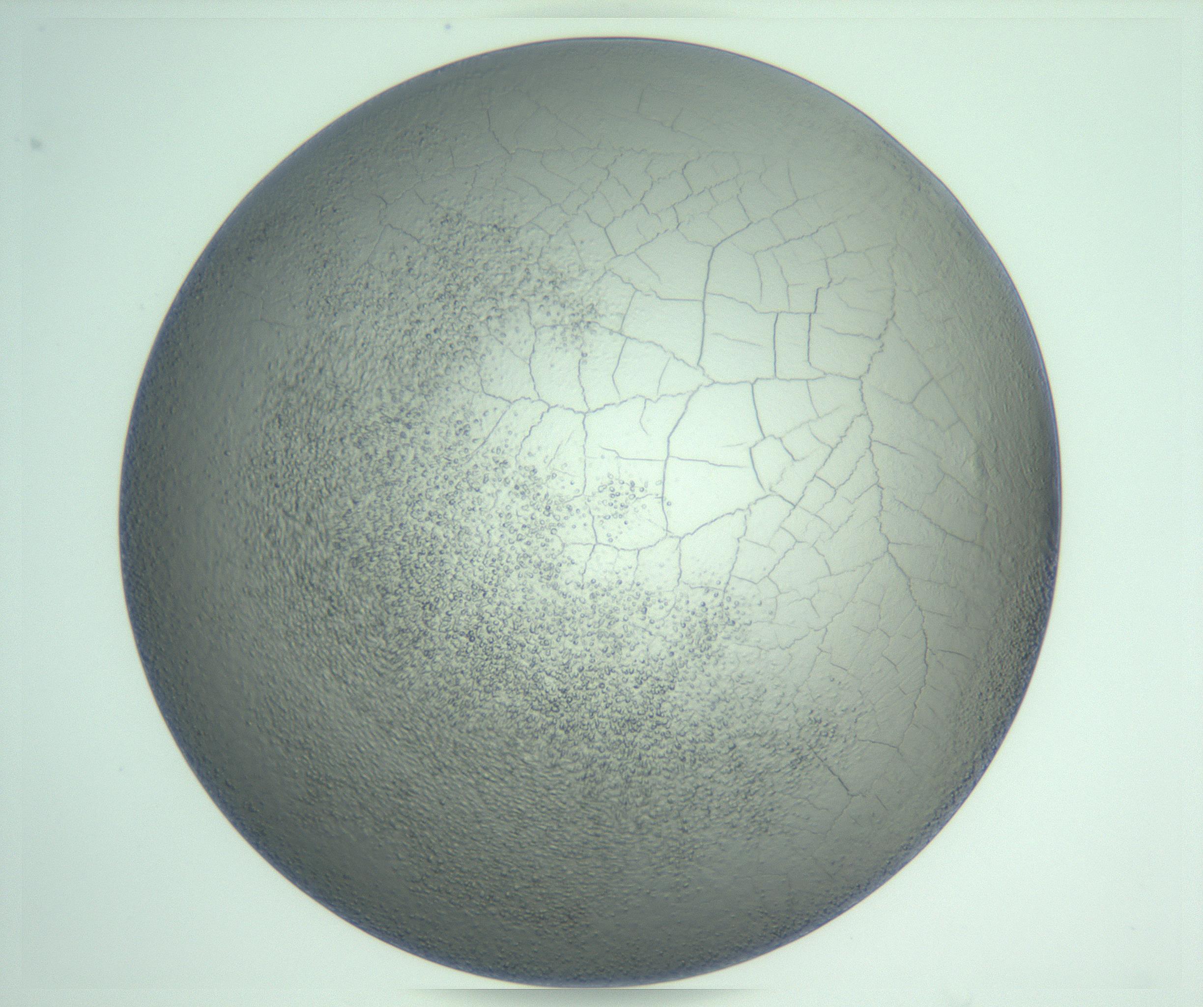 RI01_03_000_0212_Proj1_Clon1_MC_0000MC103234_007_170210_05_08_01_00_99_002_001_RAI.jpg