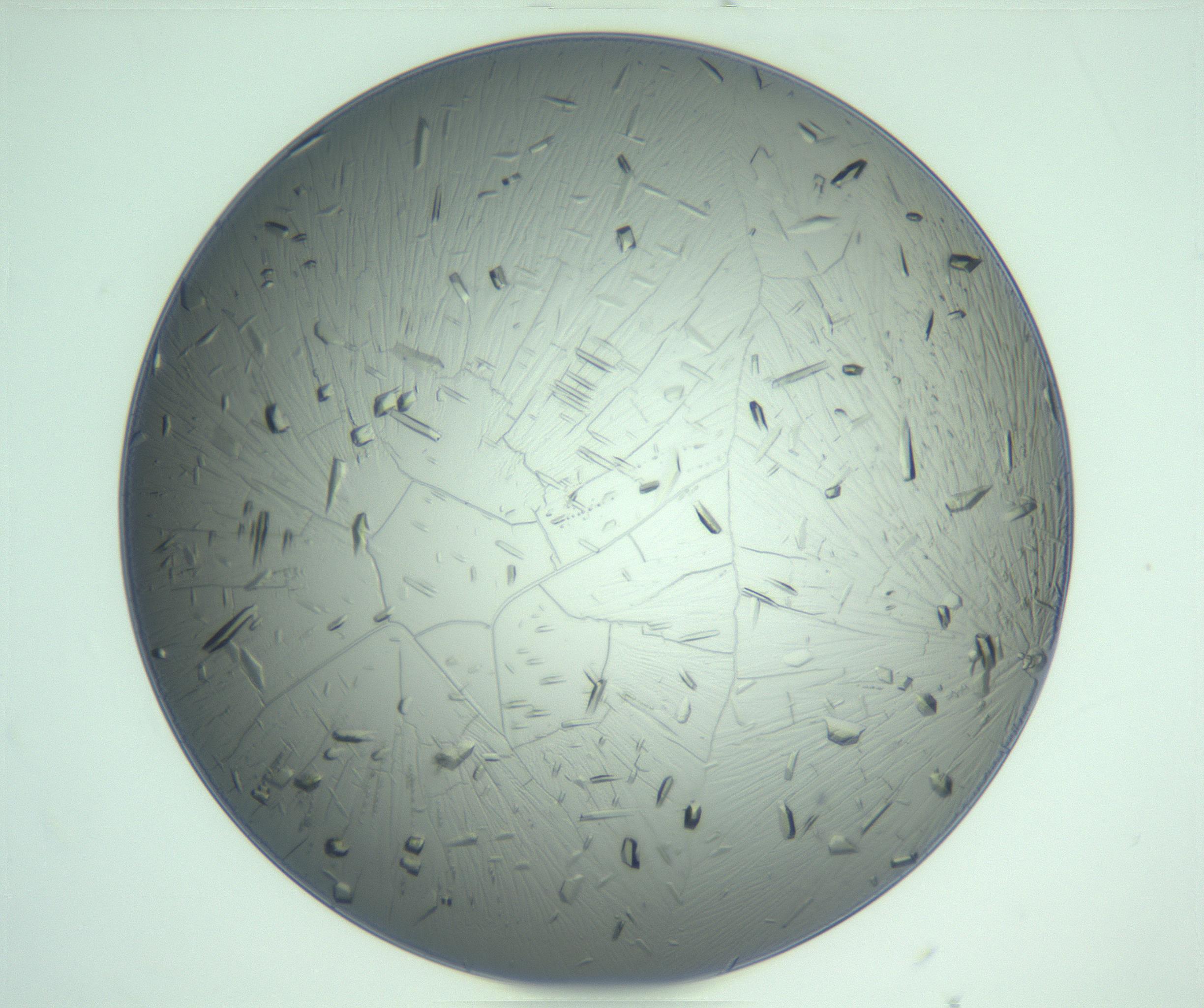 RI01_03_000_0212_Proj1_Clon1_MC_0000MC103234_007_170210_06_01_01_00_99_002_001_RAI.jpg
