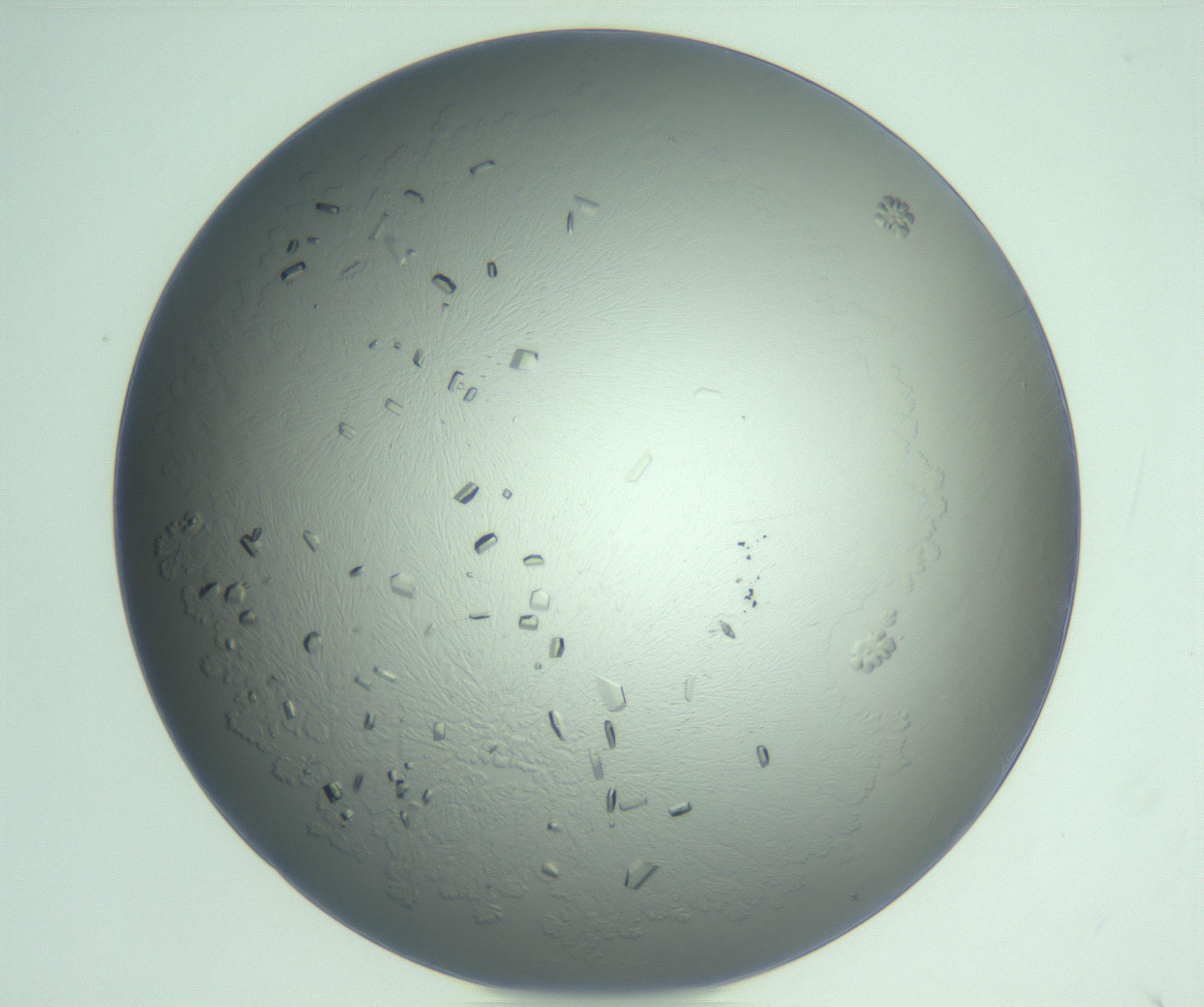 RI01_03_000_0212_Proj1_Clon1_MC_0000MC103234_007_170210_06_01_02_00_99_002_001_RAI.jpg