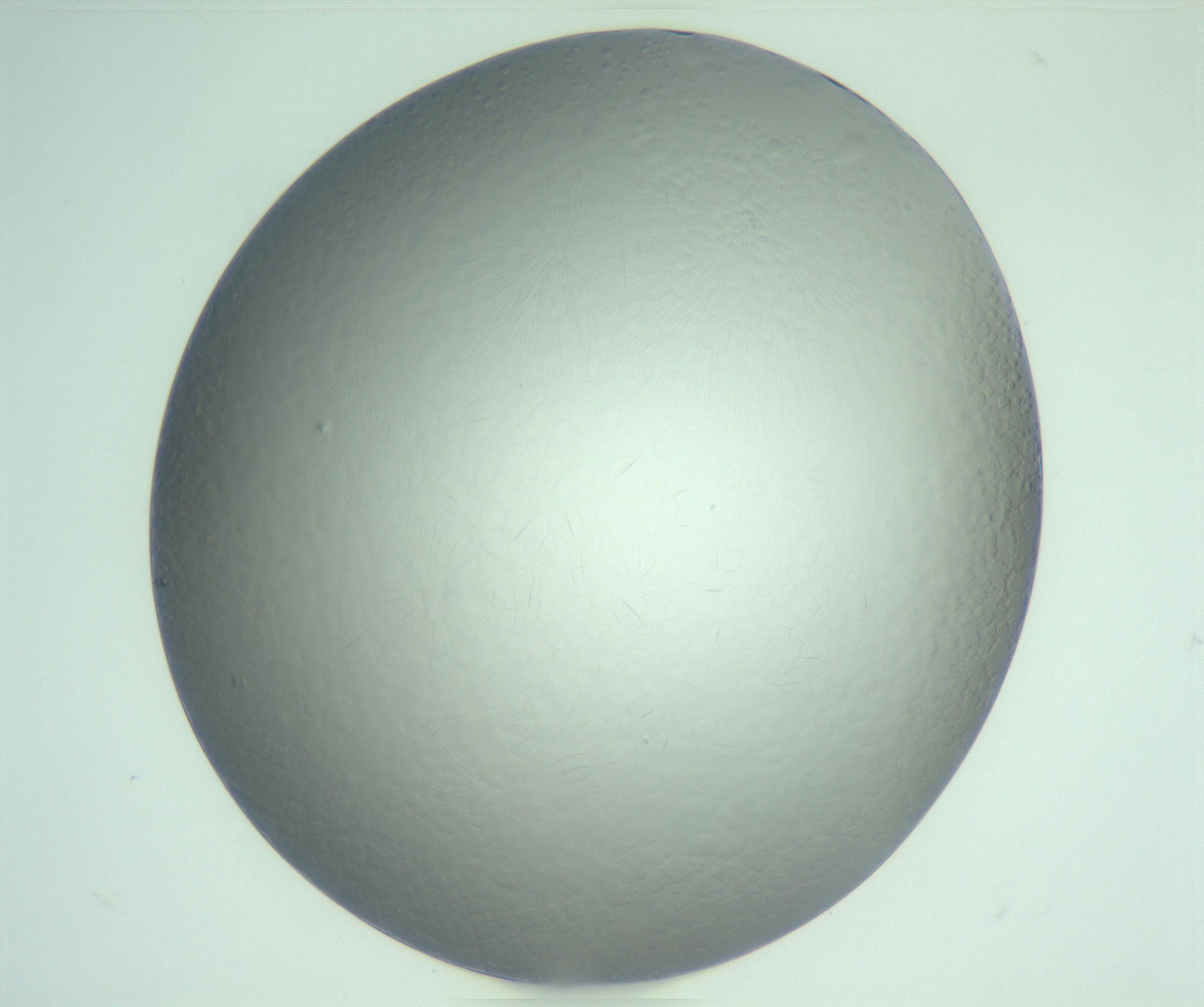 RI01_03_000_0212_Proj1_Clon1_MC_0000MC103234_007_170210_06_04_02_00_99_002_001_RAI.jpg