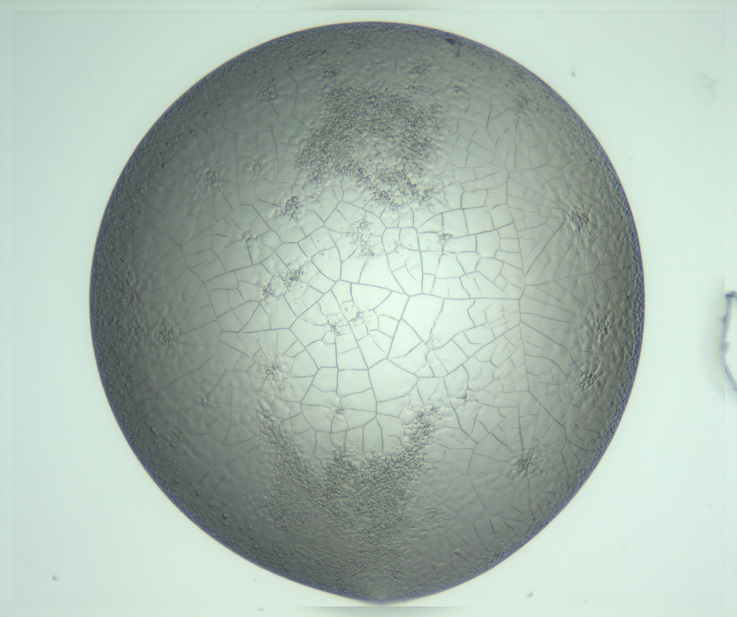 RI01_03_000_0212_Proj1_Clon1_MC_0000MC103234_007_170210_06_05_01_00_99_002_001_RAI.jpg