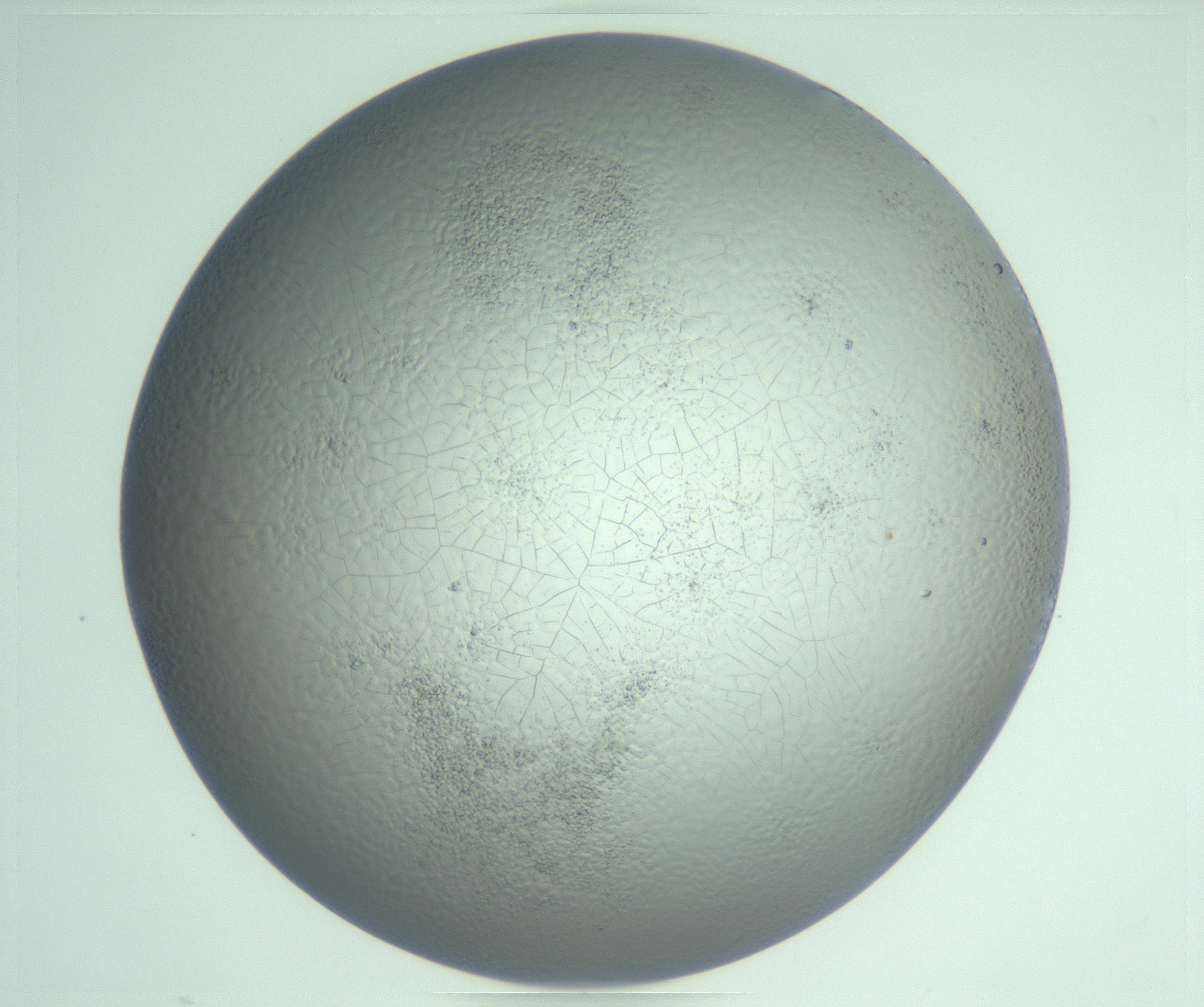 RI01_03_000_0212_Proj1_Clon1_MC_0000MC103234_007_170210_06_05_02_00_99_002_001_RAI.jpg
