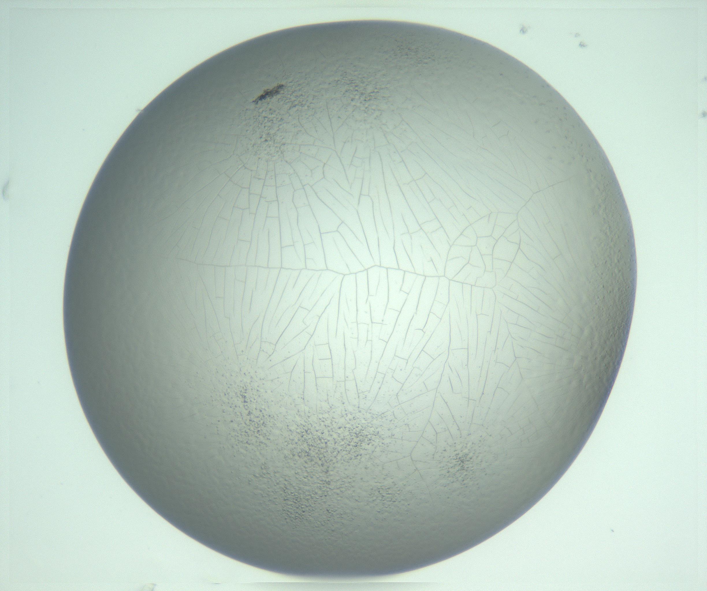 RI01_03_000_0212_Proj1_Clon1_MC_0000MC103234_007_170210_06_06_02_00_99_002_001_RAI.jpg